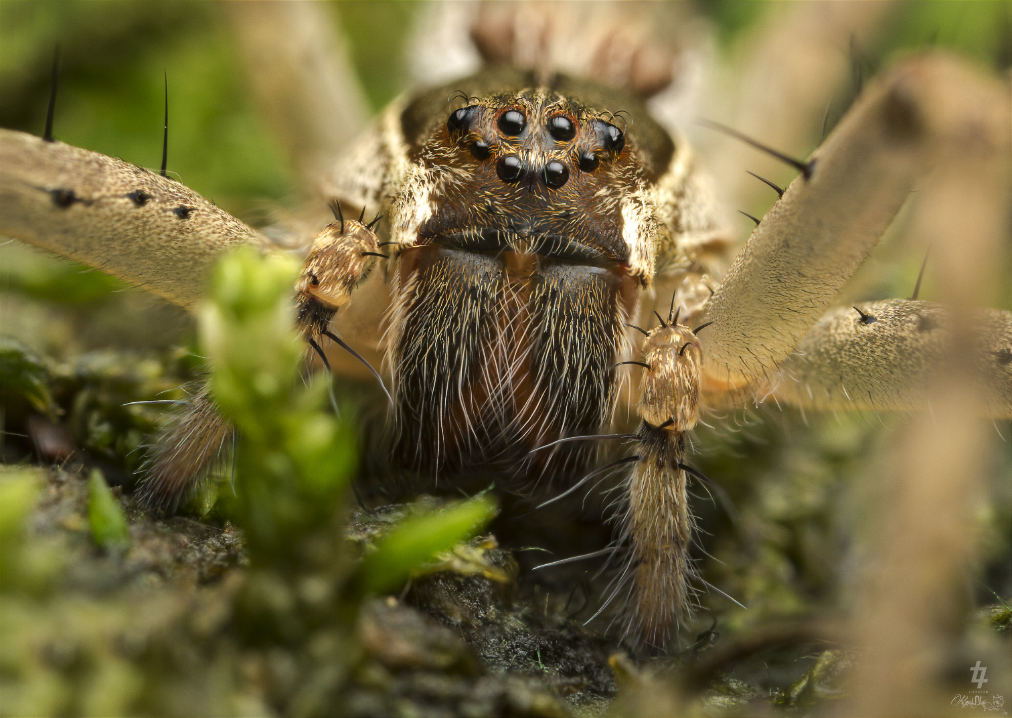 Canon MP-E 65mm F2.5 1-5x Macro Photo sample photo. Nursery web spider (dolomedes sp., pisauridae) photography