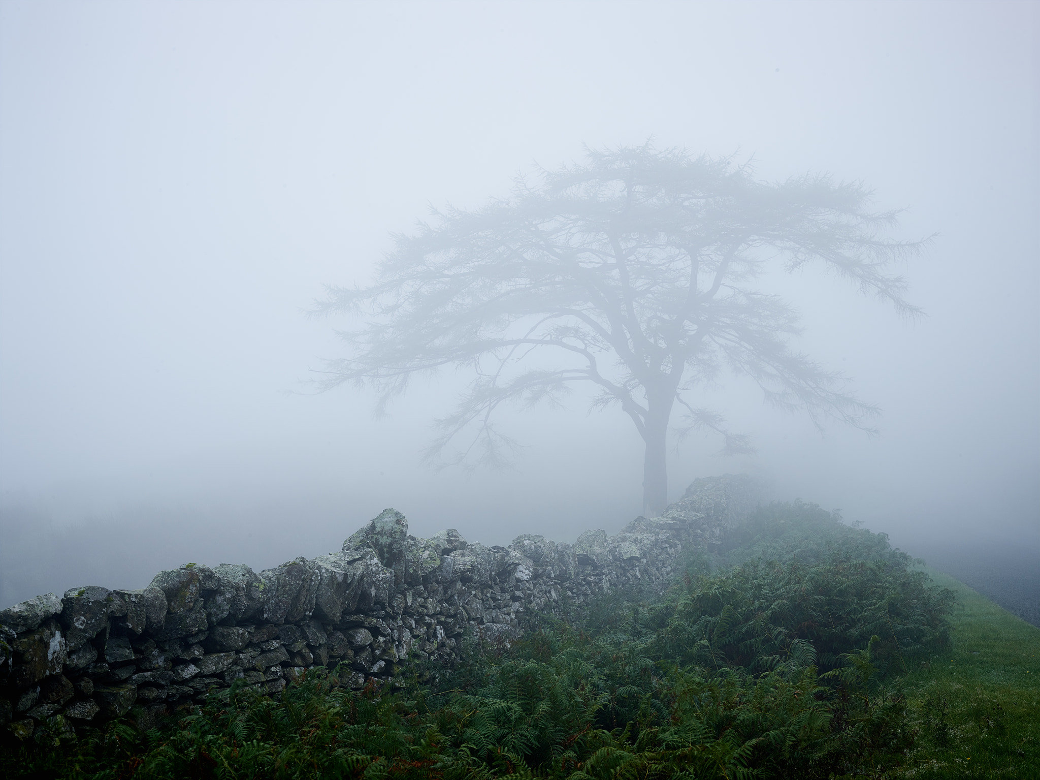 Schneider LS 80mm f/2.8 sample photo. Mist photography