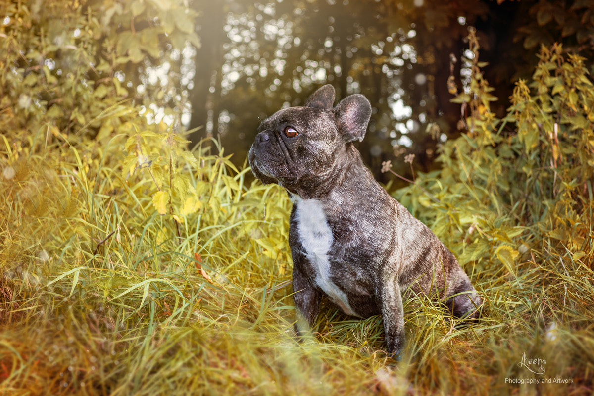 Sigma 30mm F2.8 DN Art sample photo. I just can smell the autumn... photography