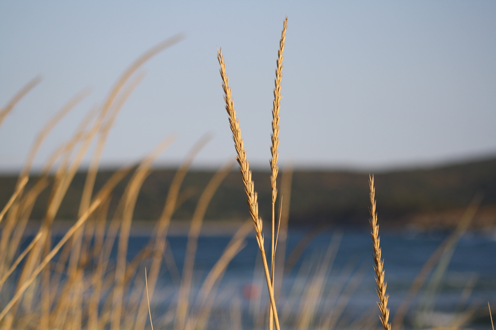 Canon EF 75-300mm f/4-5.6 USM sample photo. Img photography