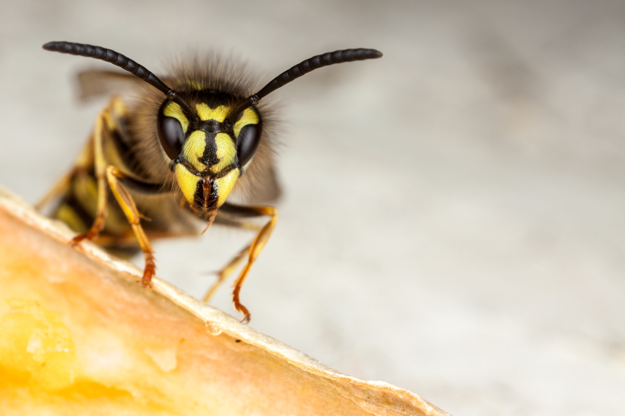 Canon EOS 5D Mark II + Canon MP-E 65mm F2.5 1-5x Macro Photo sample photo. Jasper alert photography