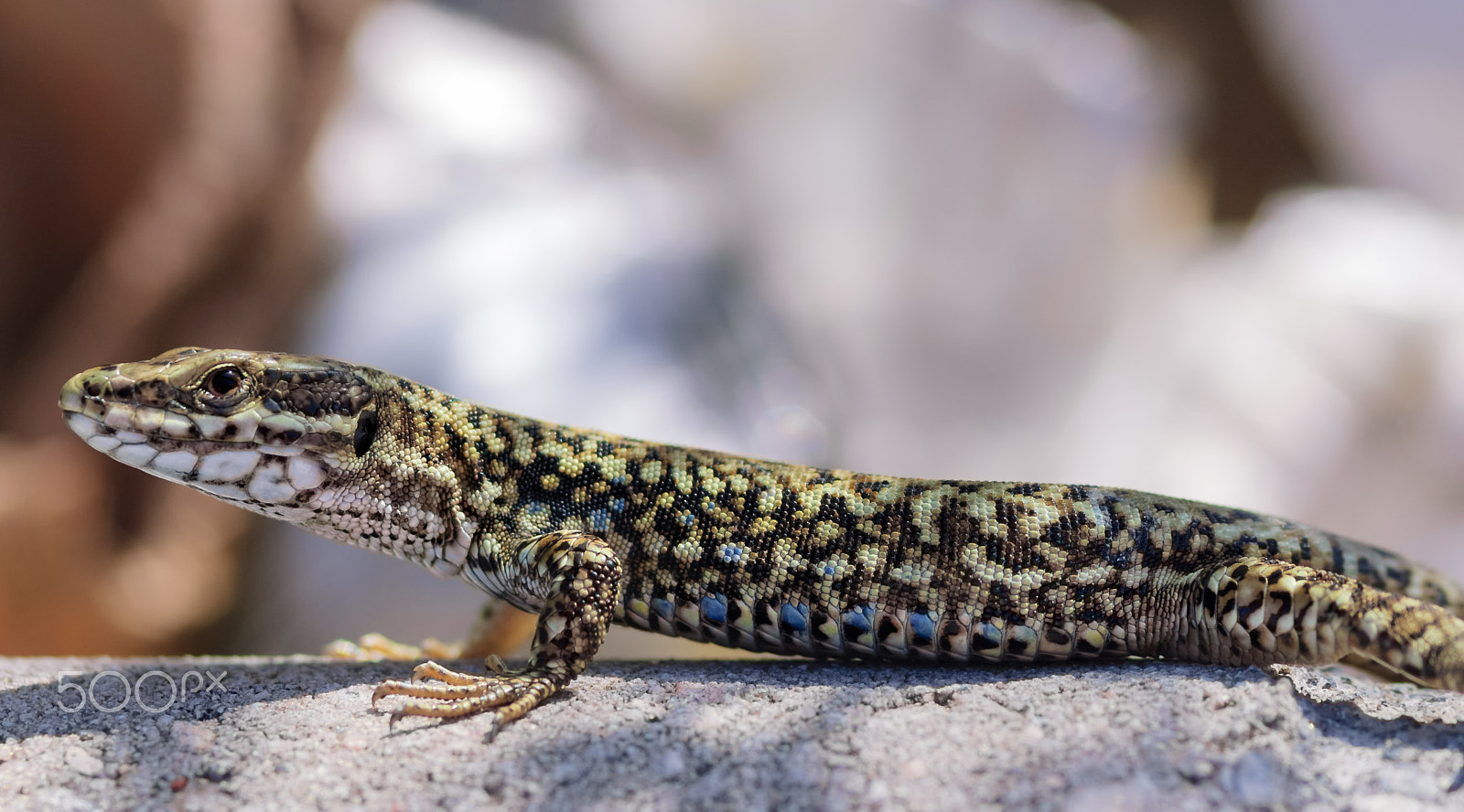 Nikon D2X sample photo. Lizard photography