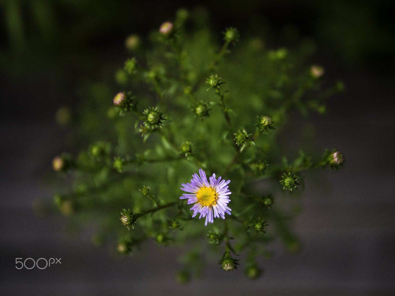 Panasonic Lumix DMC-GX8 + Panasonic Leica DG Summilux 25mm F1.4 II ASPH sample photo. Fall photography
