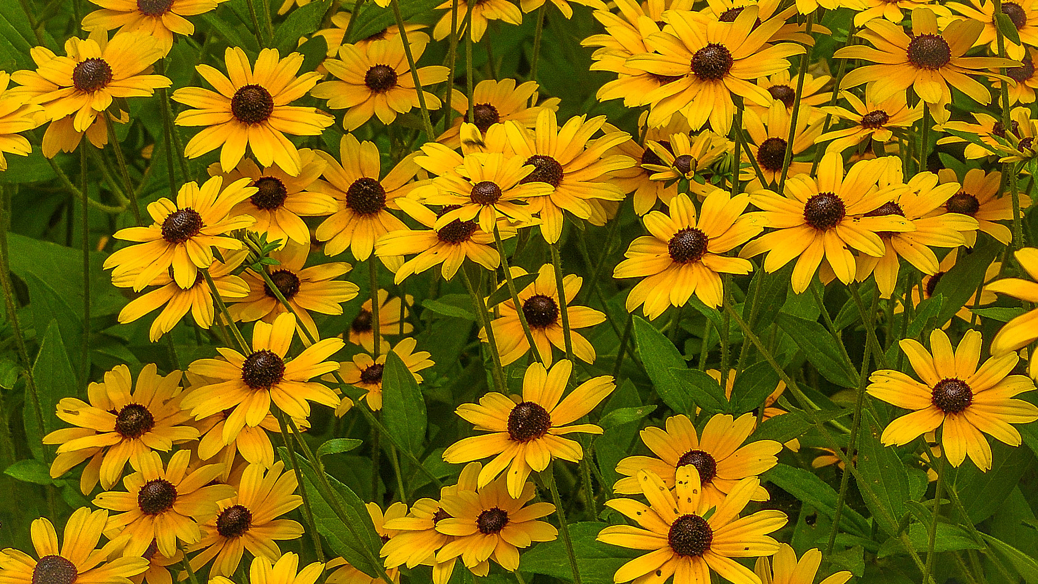 AF Zoom-Nikkor 24-120mm f/3.5-5.6D IF sample photo. Eyes upon you photography