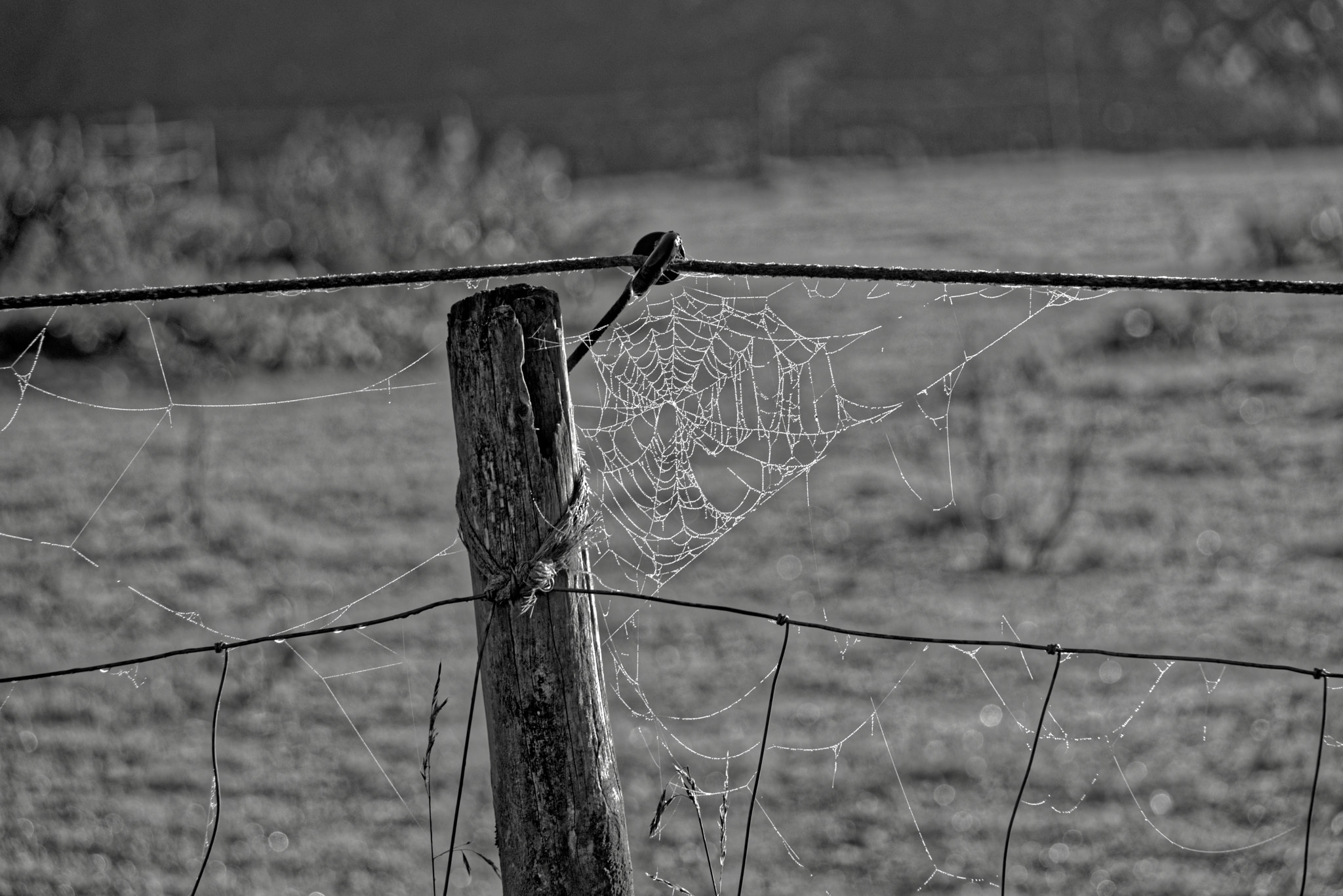 Nikon D750 + Sigma 28-200mm F3.5-5.6 Compact Aspherical Hyperzoom Macro sample photo. Spider's web photography