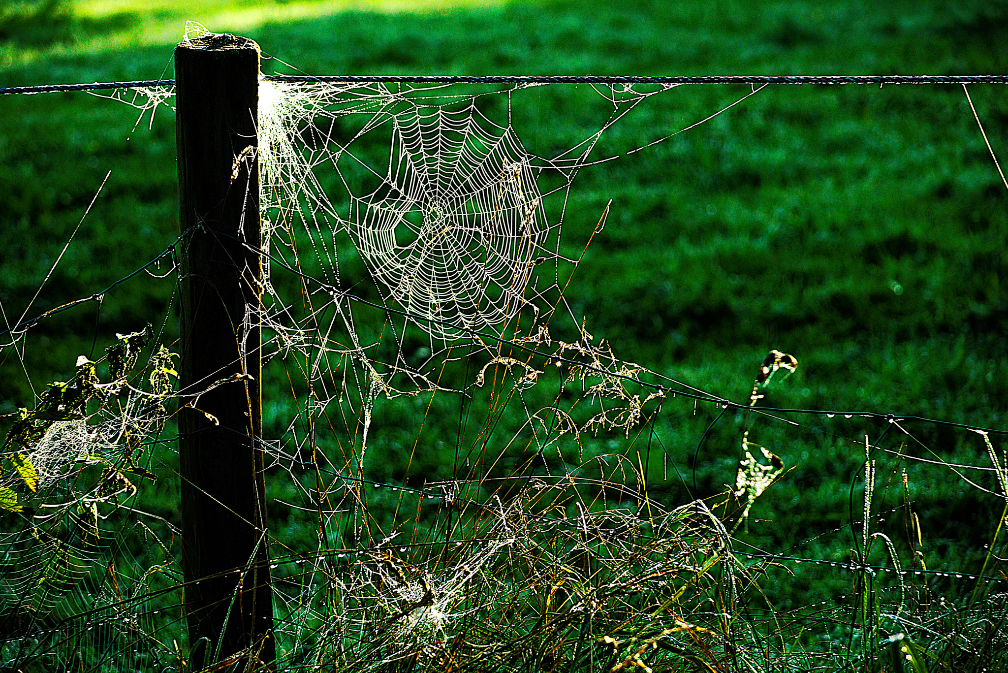 Sigma 28-200mm F3.5-5.6 Compact Aspherical Hyperzoom Macro sample photo. Spinnennetz photography