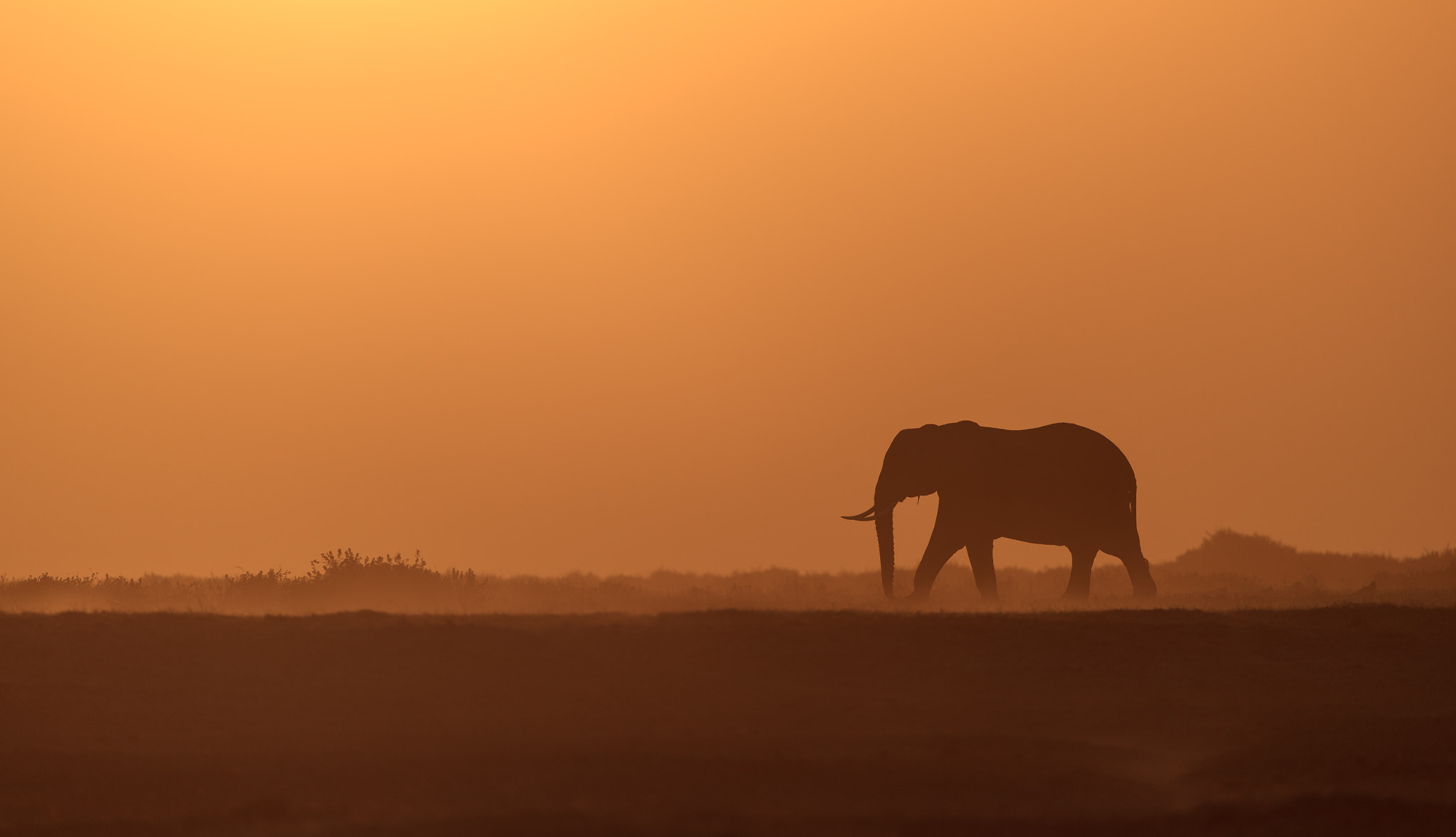 Canon EF 200-400mm F4L IS USM Extender 1.4x sample photo. Elefant in the evening light photography