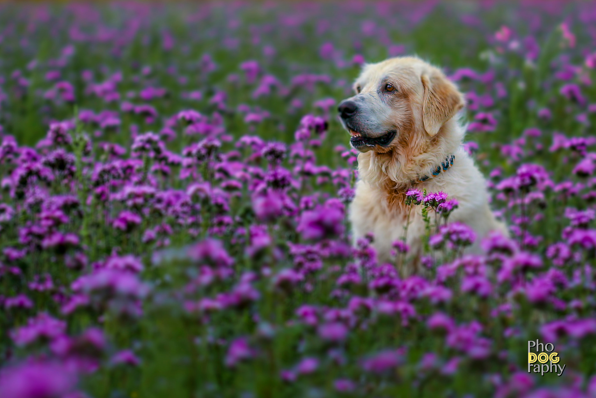 Sigma 105mm F2.8 EX DG OS HSM sample photo. Purple rain ii photography