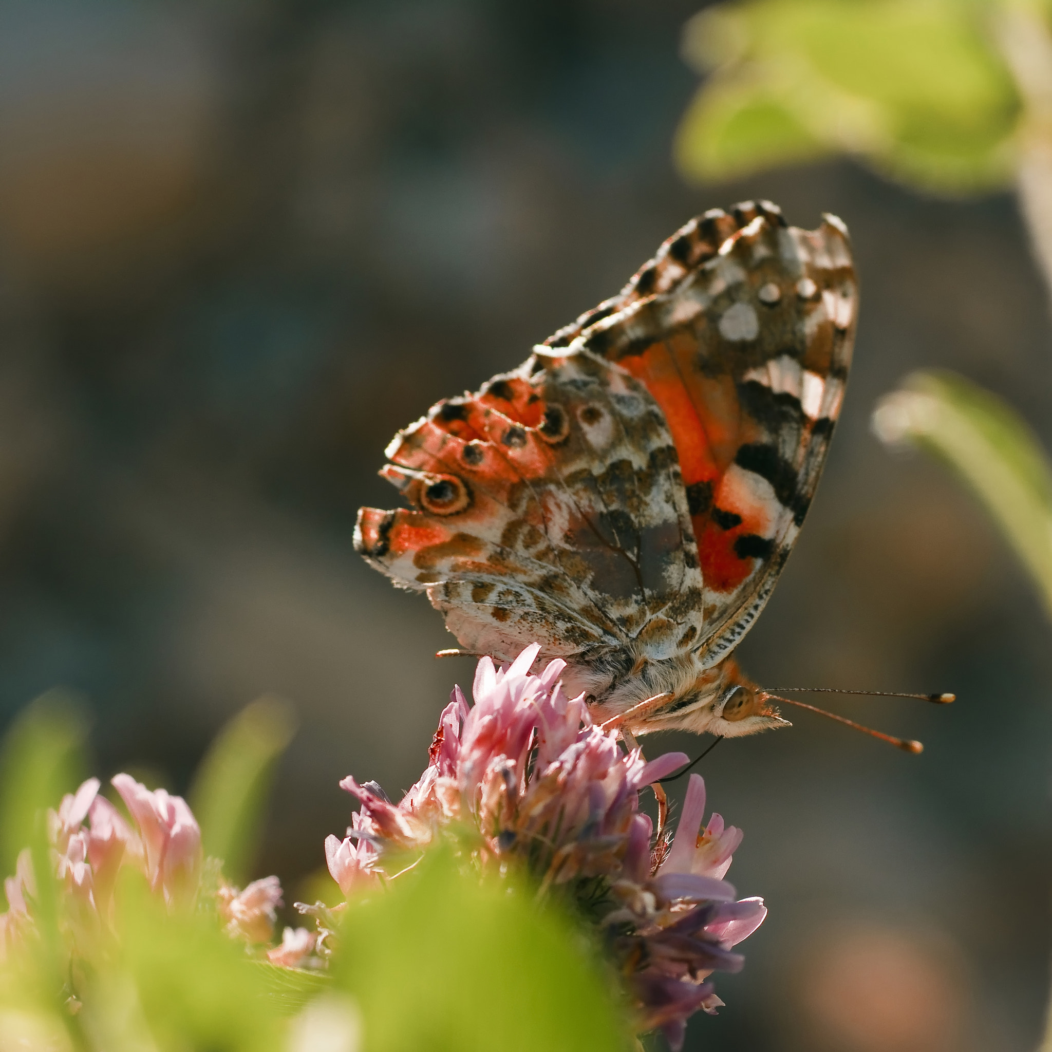 Nikon AF DX Fisheye-Nikkor 10.5mm F2.8G ED sample photo. ****butterfly***** photography