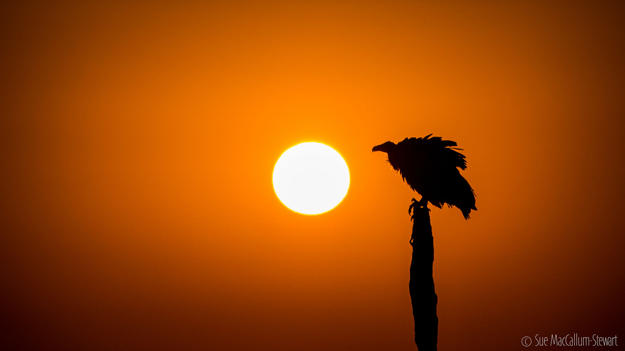 Olympus OM-D E-M5 + Olympus M.Zuiko Digital ED 40-150mm F2.8 Pro sample photo. Sunrise in the mara photography