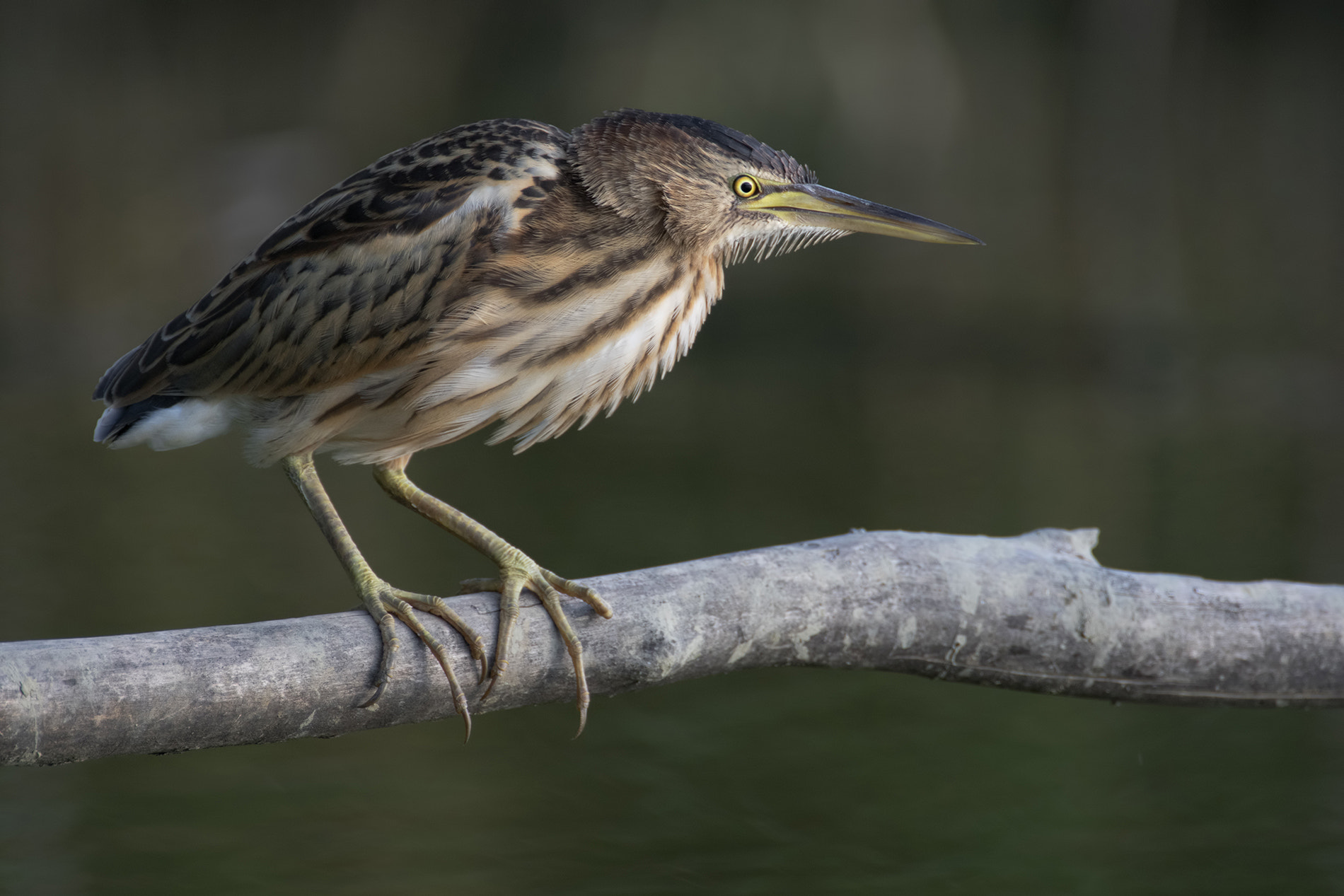 Nikon D500 sample photo. Little bittern- tarabusino photography