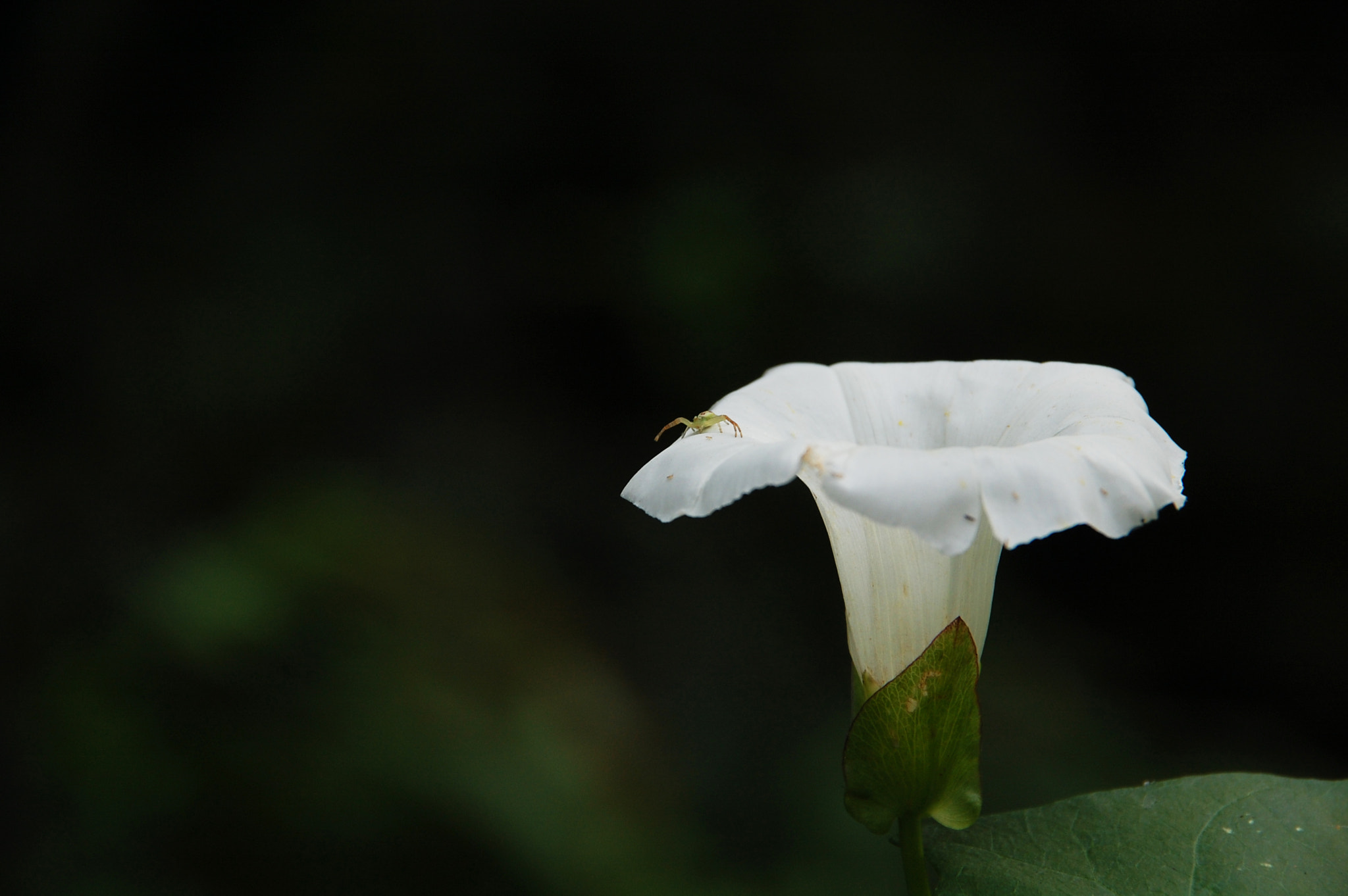 Nikon D40 + Sigma 18-200mm F3.5-6.3 DC sample photo. Small spider on a "big" flower photography
