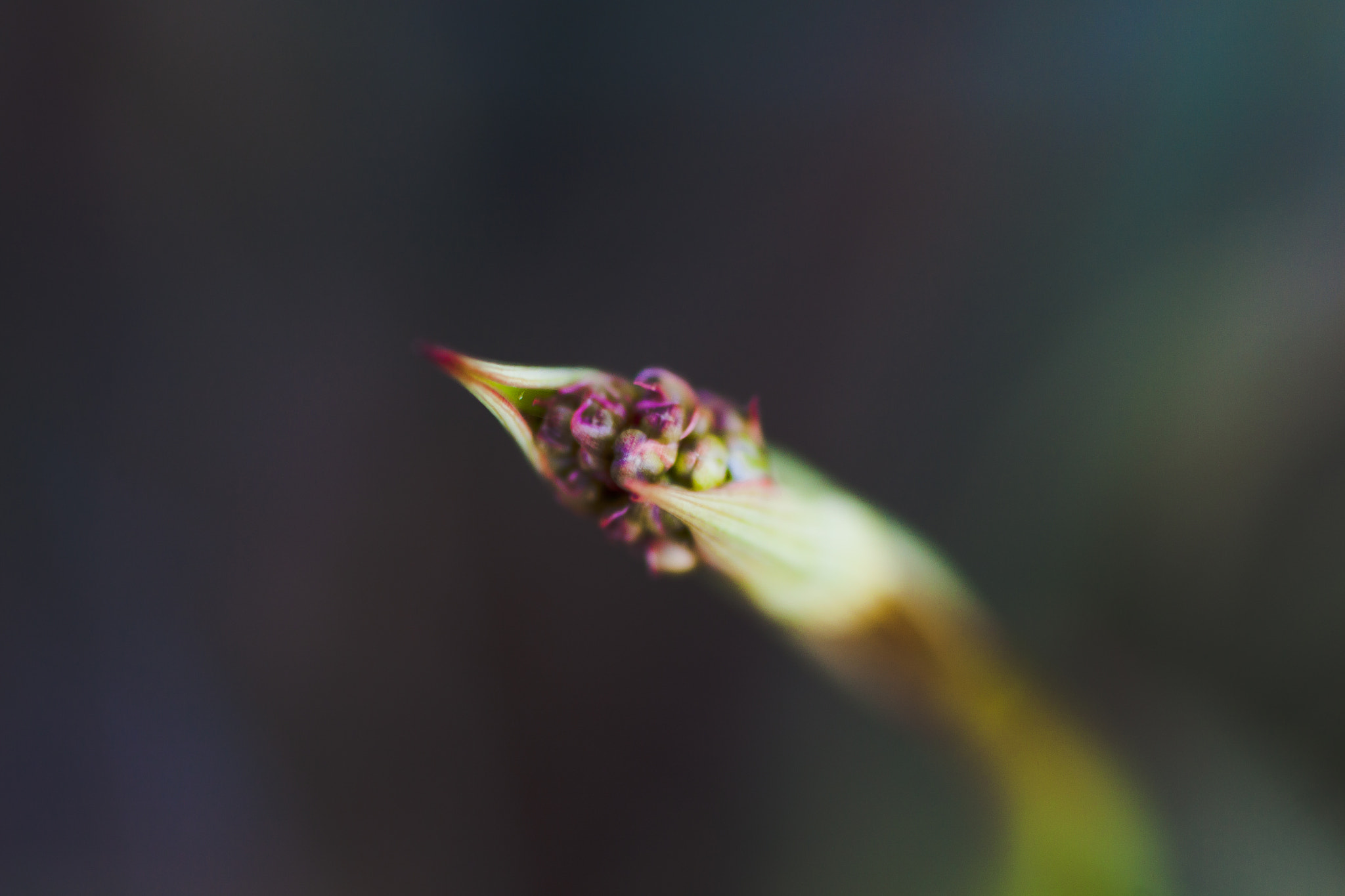 Canon EOS 50D + Tamron SP AF 90mm F2.8 Di Macro sample photo. Australian native orchard awakening photography