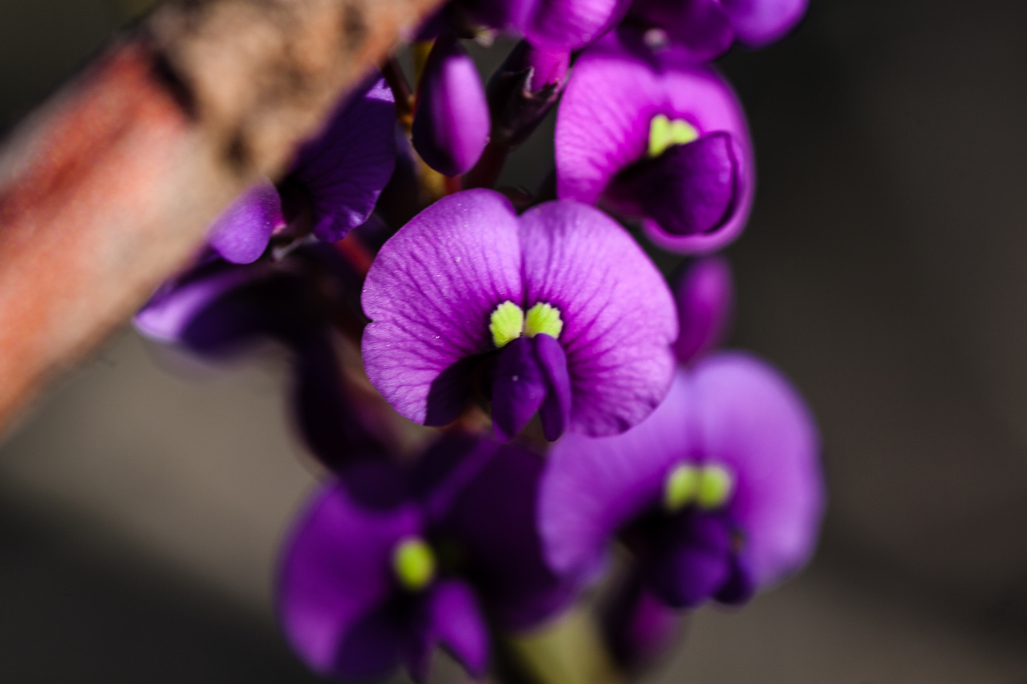 Canon EOS 50D + Tamron SP AF 90mm F2.8 Di Macro sample photo. Australian native flower in party bloom photography