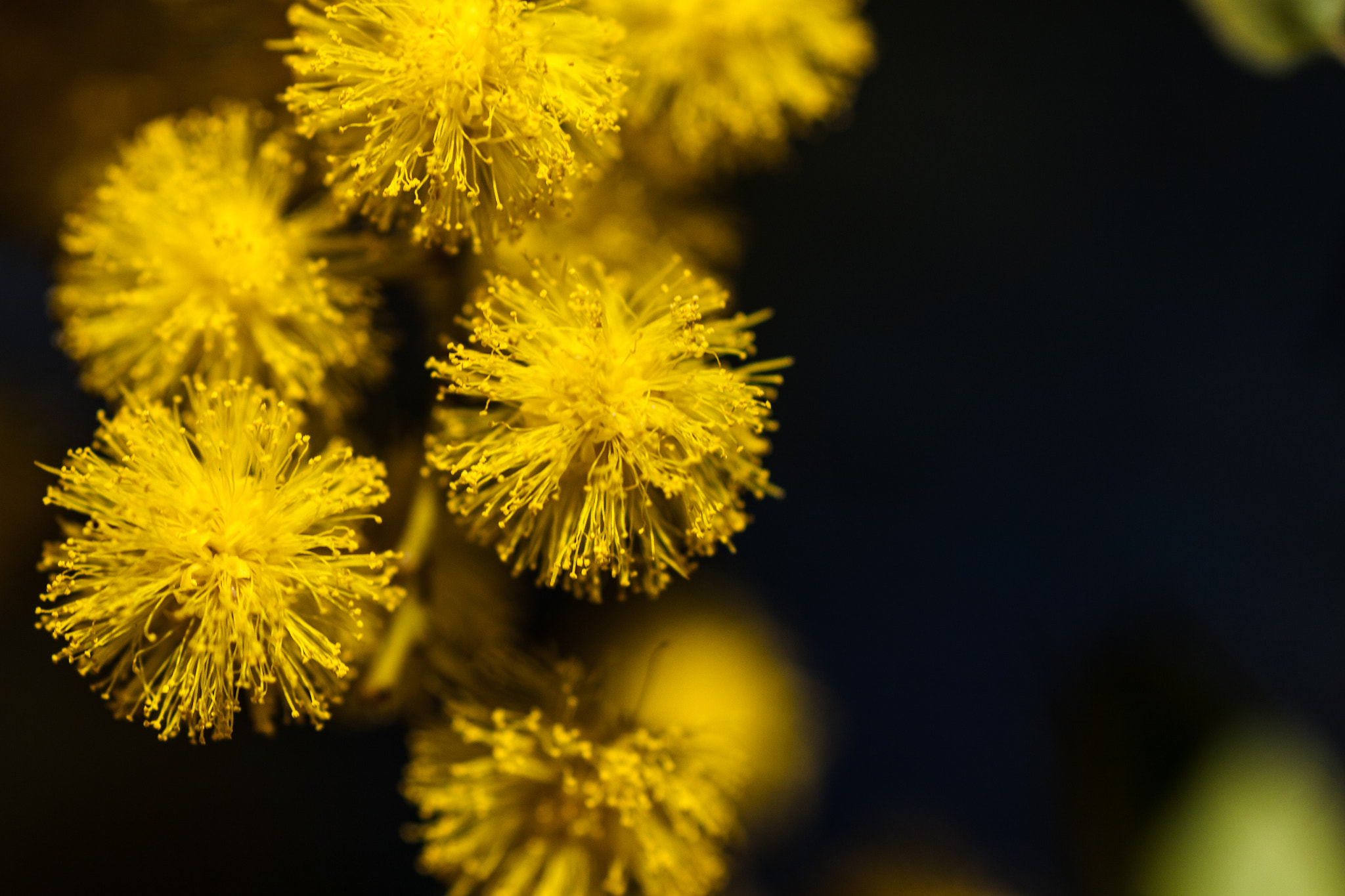 Canon EOS 50D + Tamron SP AF 90mm F2.8 Di Macro sample photo. Australia golden wattle fairy stuff photography