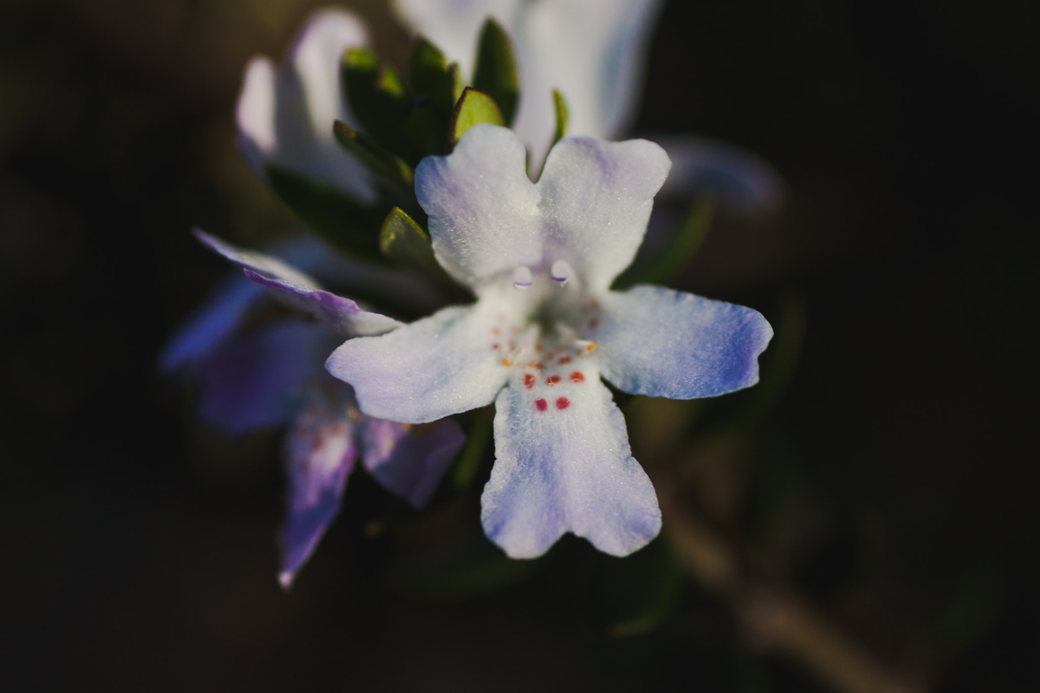 Canon EOS 50D + Tamron SP AF 90mm F2.8 Di Macro sample photo. Australian white native flower photography