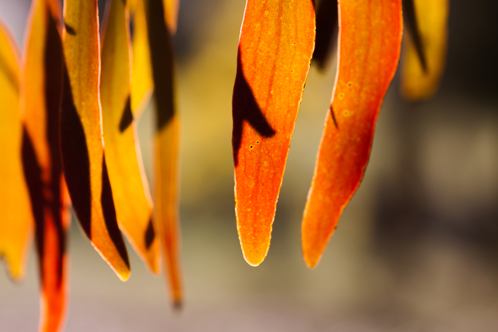 Canon EOS 50D + Tamron SP AF 90mm F2.8 Di Macro sample photo. Eucalyptus leaves glowing in sun photography