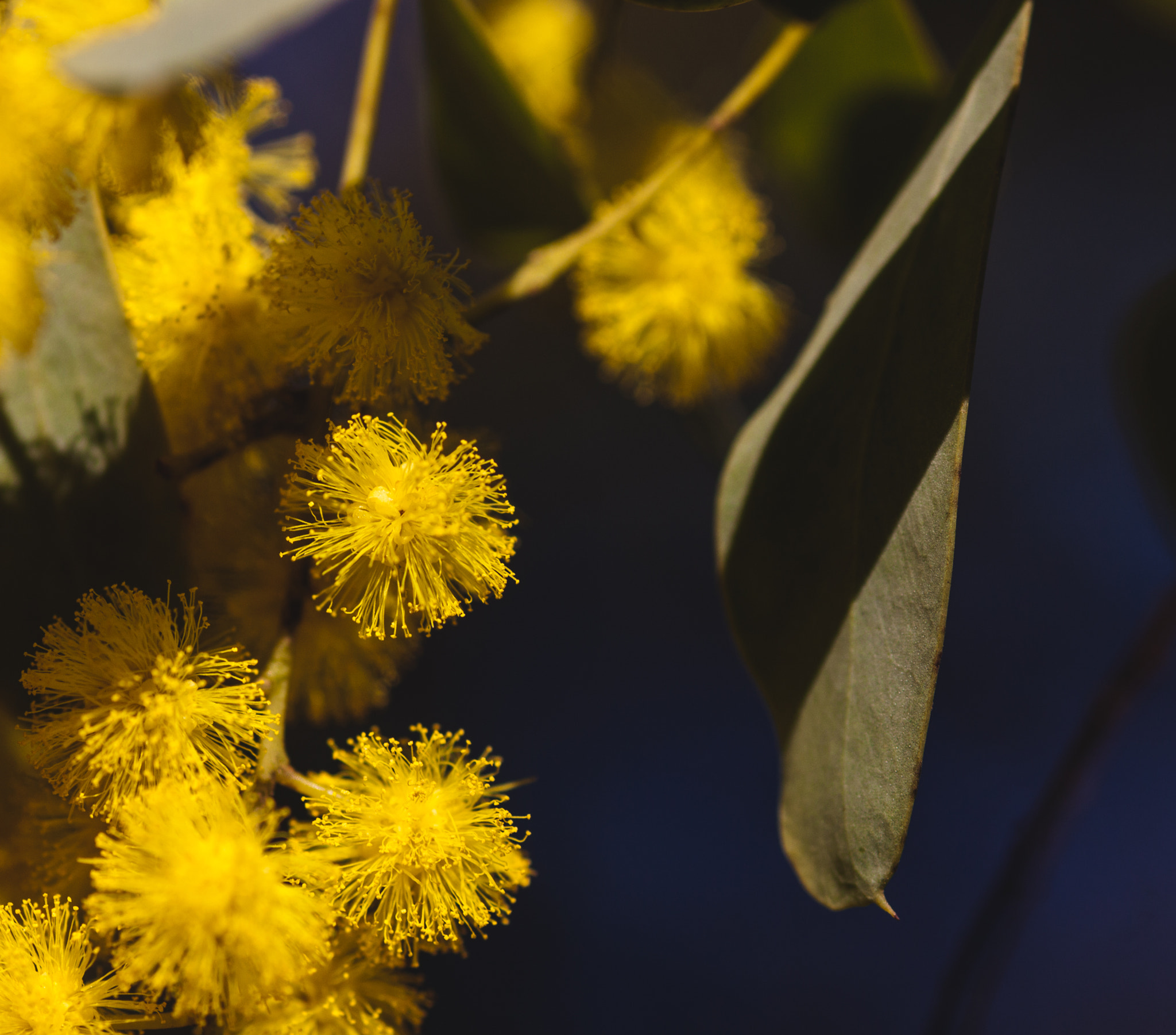 Canon EOS 50D + Tamron SP AF 90mm F2.8 Di Macro sample photo. Australian golden wattle up close photography