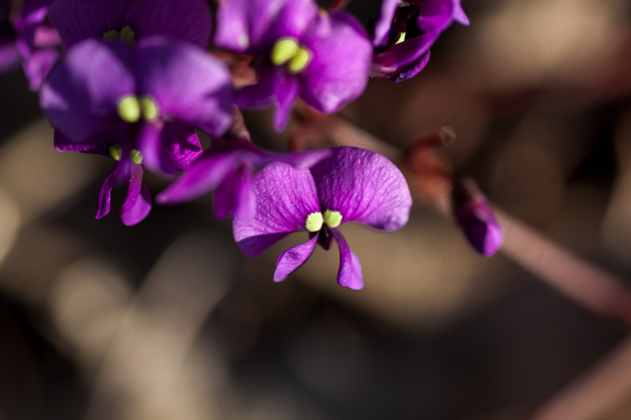 Canon EOS 50D + Tamron SP AF 90mm F2.8 Di Macro sample photo. Pink pea flower with yellow eyes photography