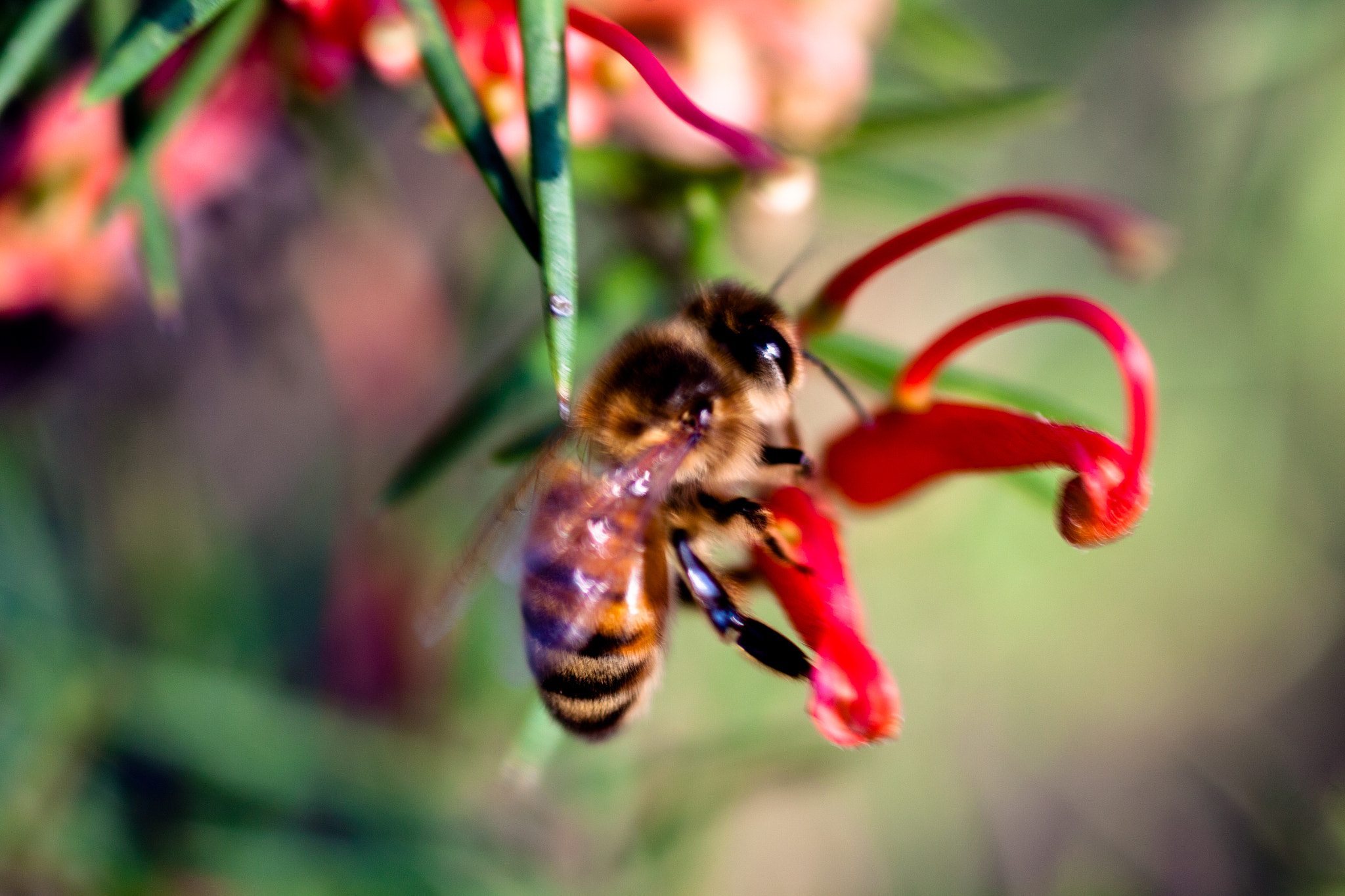 Canon EOS 50D + Tamron SP AF 90mm F2.8 Di Macro sample photo. Bee me a macro model photography