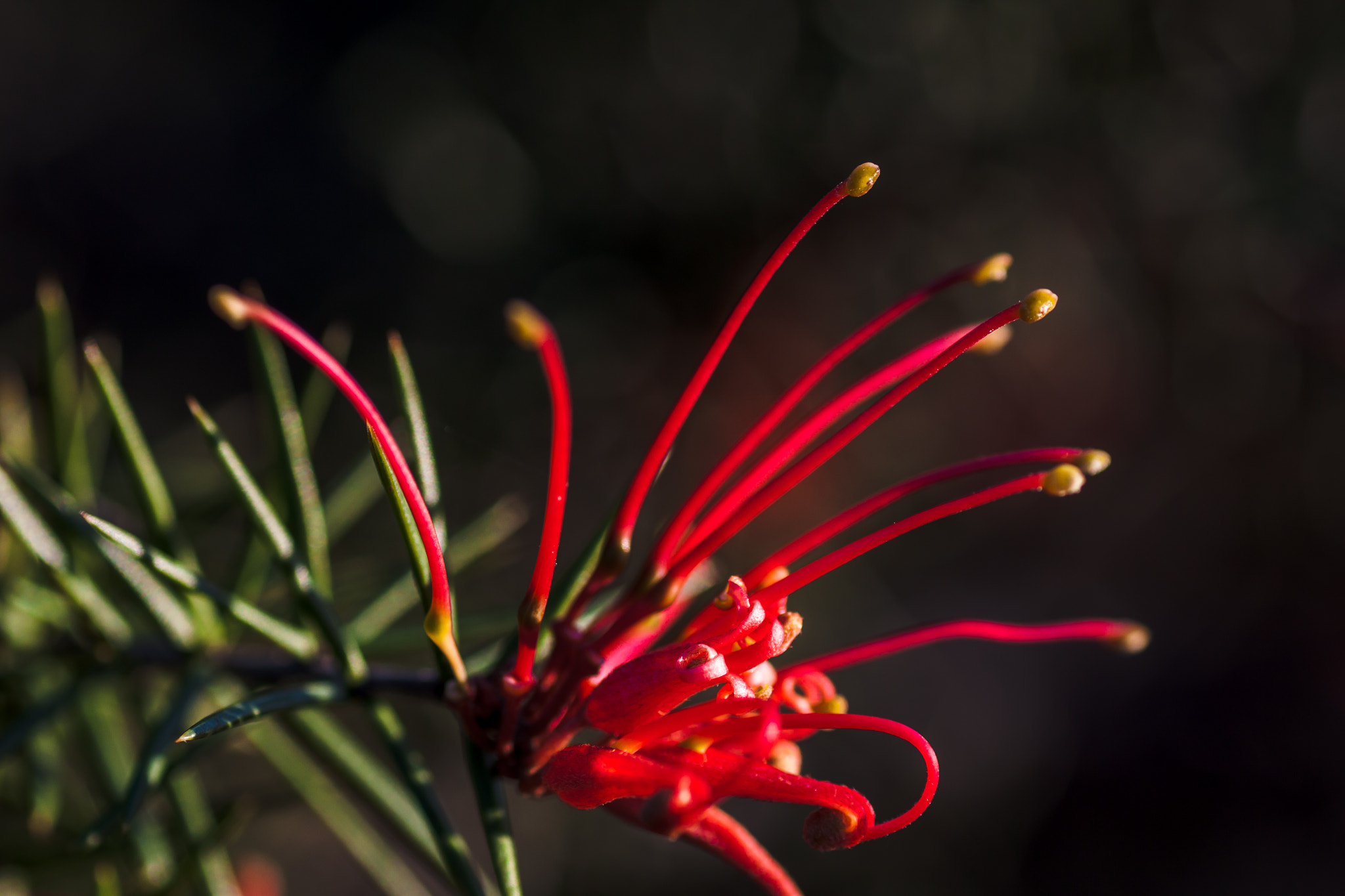 Canon EOS 50D + Tamron SP AF 90mm F2.8 Di Macro sample photo. Australian native flowers photography