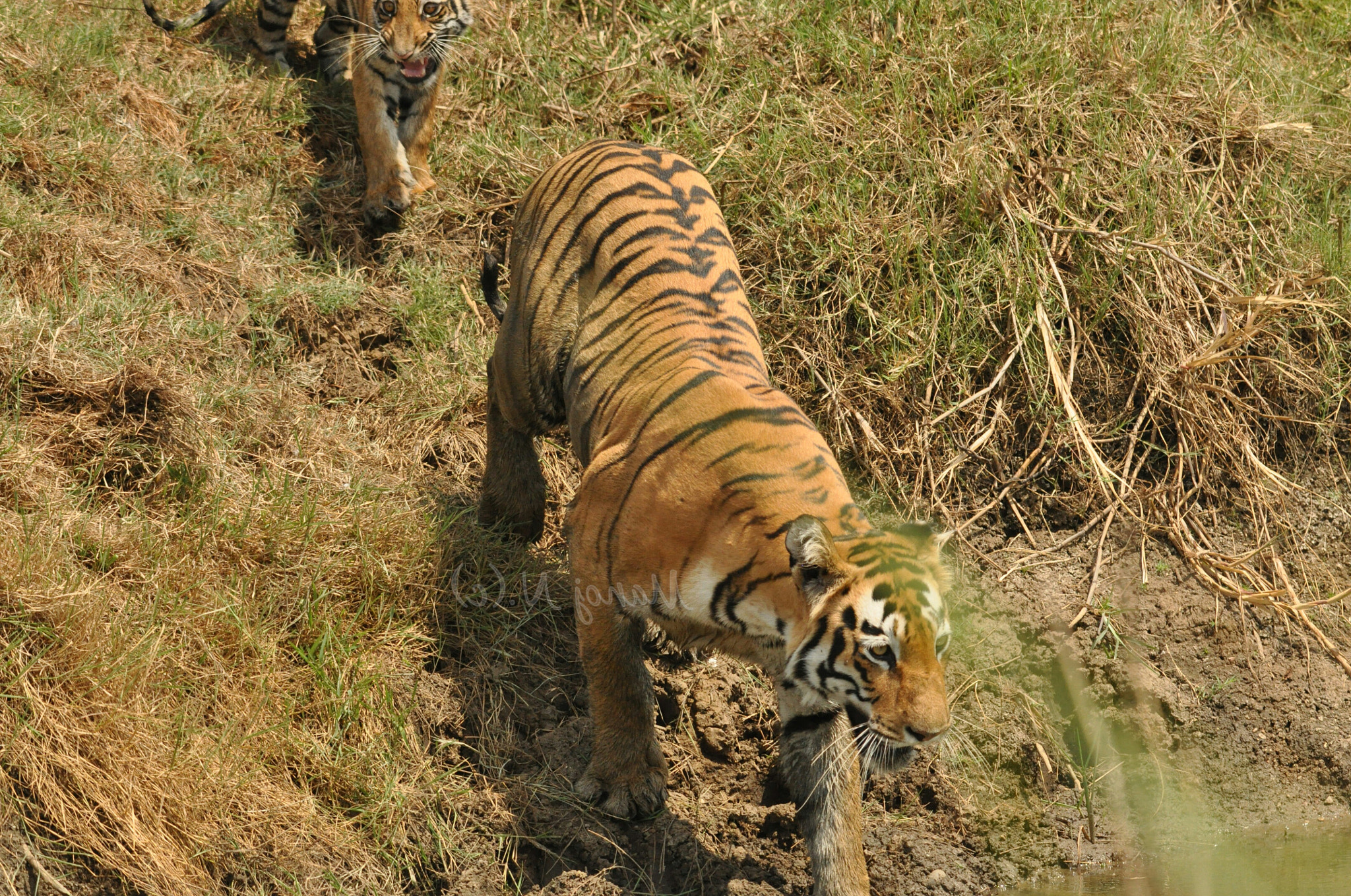 Nikon AF-S Nikkor 200-500mm F5.6E ED VR sample photo
