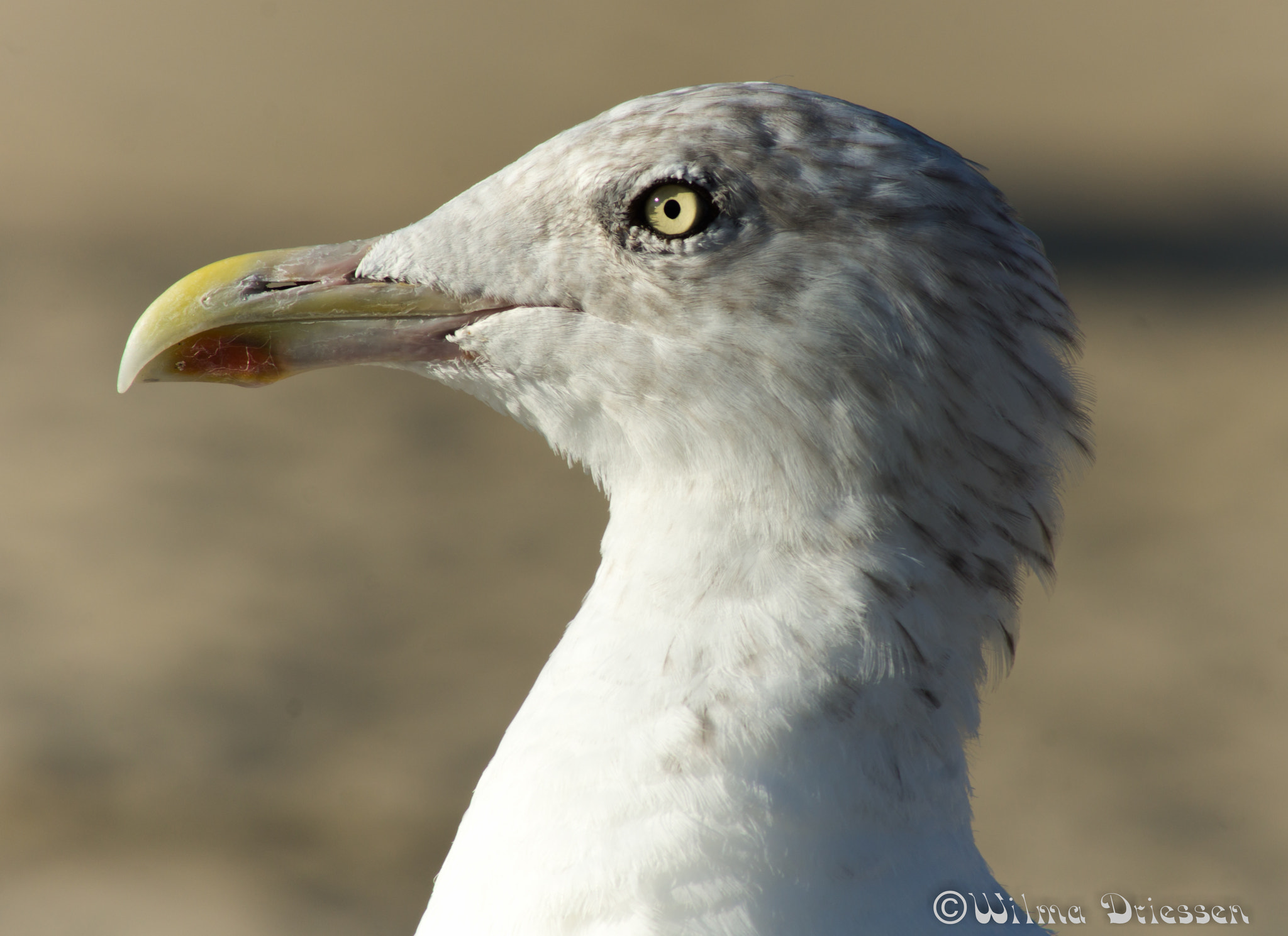 Sony Alpha DSLR-A580 sample photo. At the beach photography