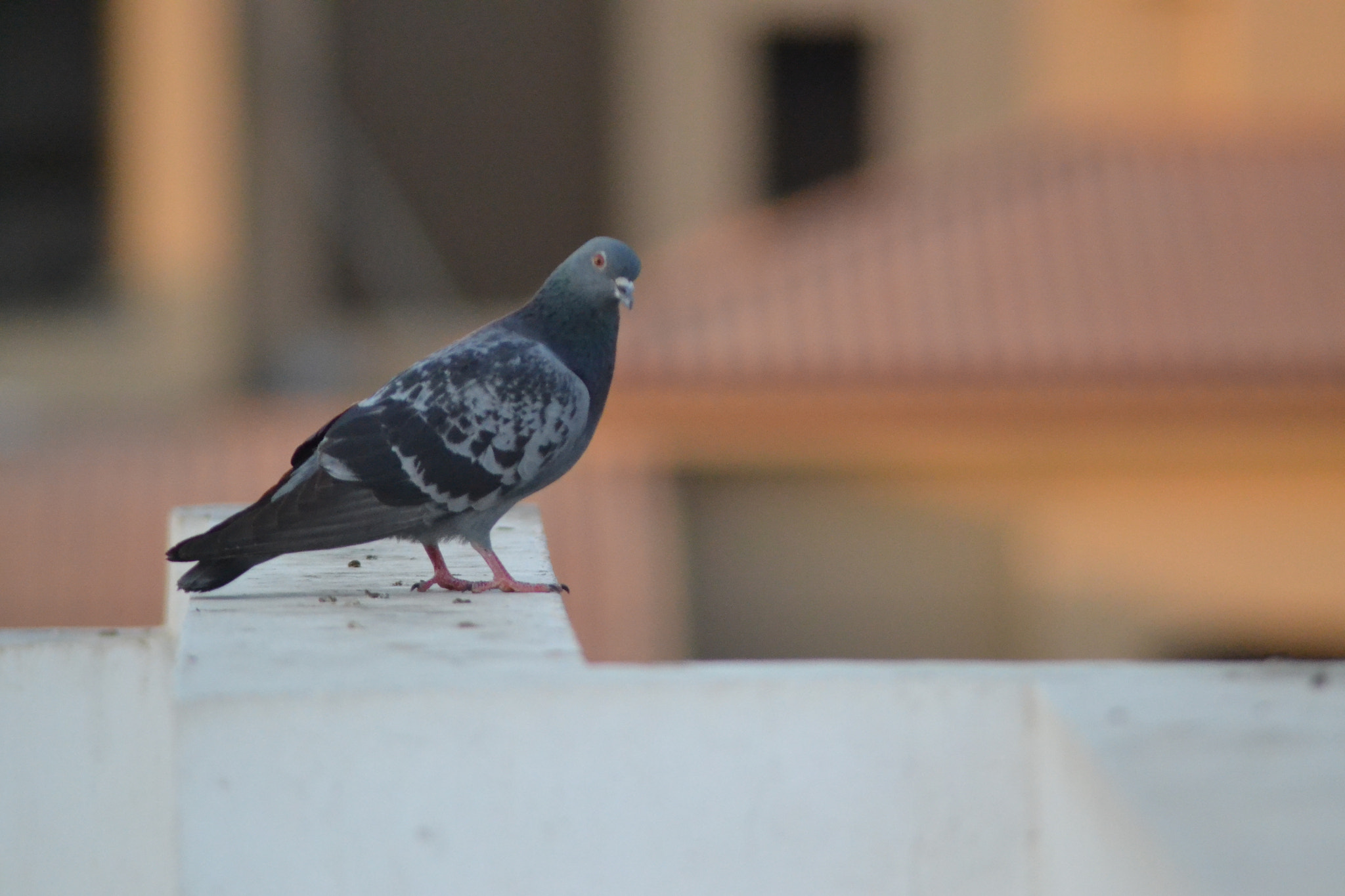 Nikon AF Nikkor 70-300mm F4-5.6G sample photo. Pigeon photography