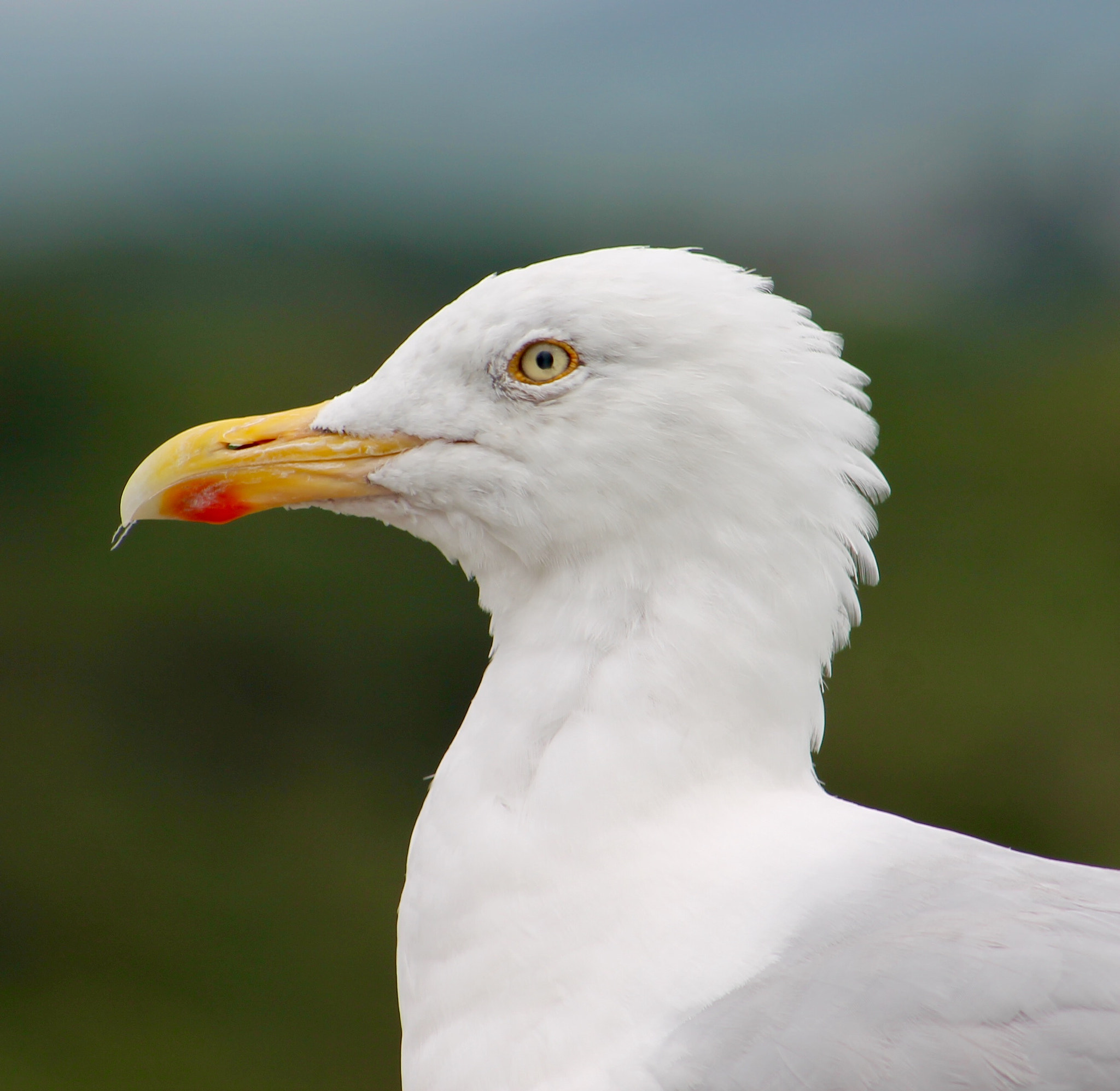 Canon EF75-300mm f/4-5.6 sample photo. Solitary gull photography