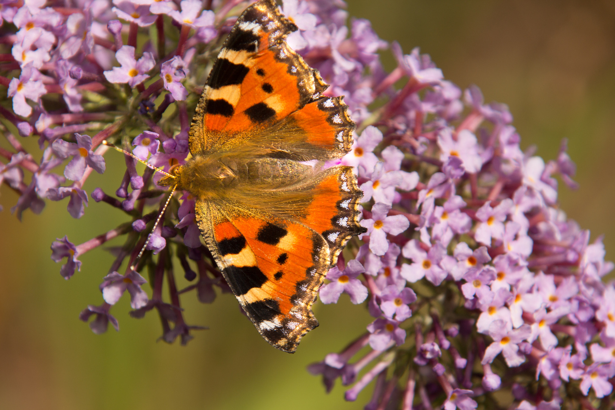 Canon EOS 650D (EOS Rebel T4i / EOS Kiss X6i) sample photo. Tortoisshell feed on buddleia photography
