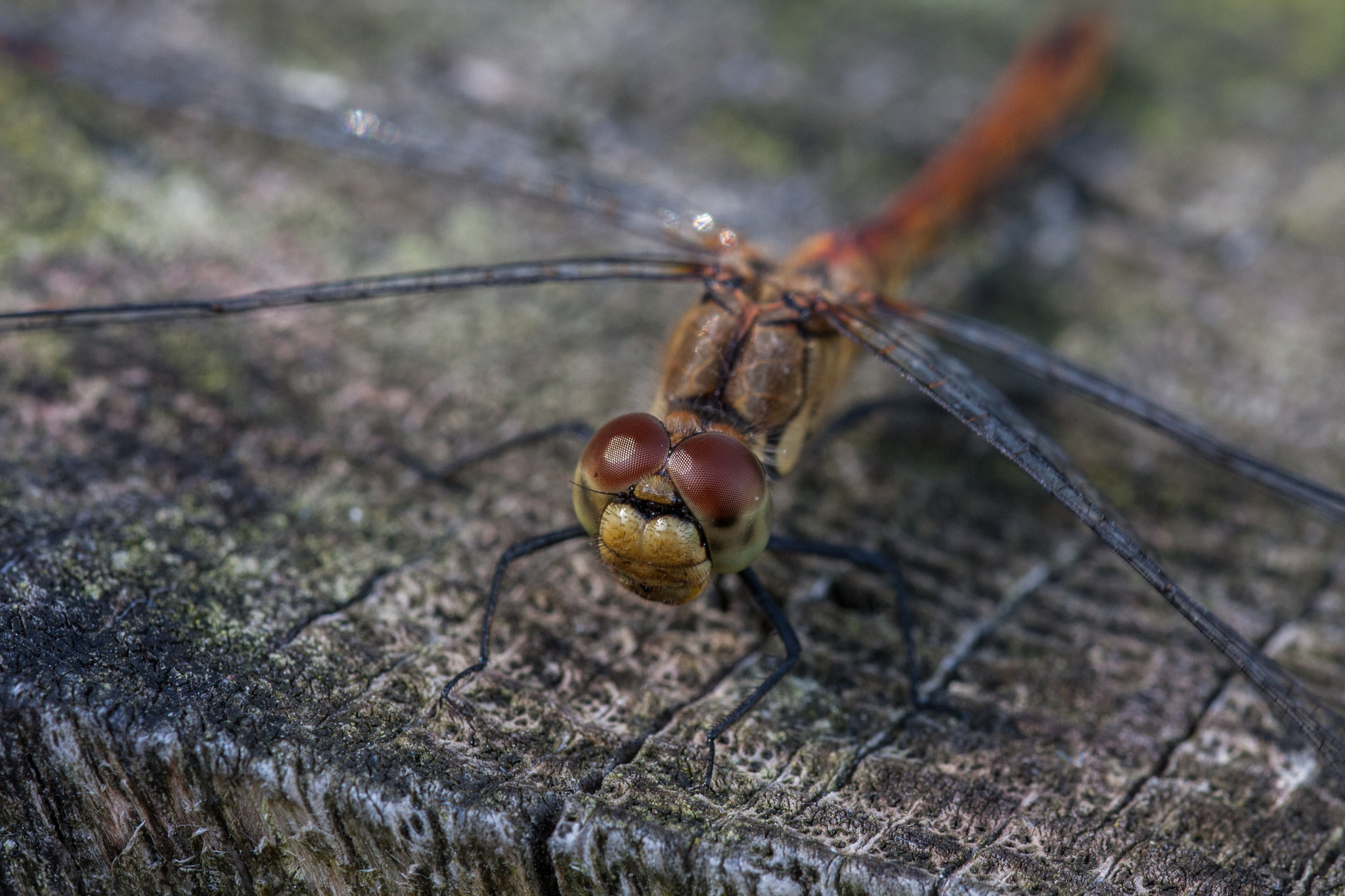 Canon EOS 40D + Sigma 105mm F2.8 EX DG OS HSM sample photo. Ruddy darter "sympetrum sanguineum" photography