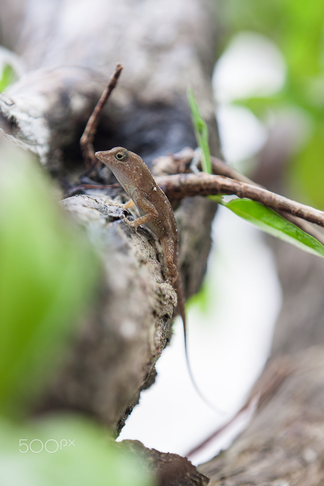 Canon EOS 50D sample photo. Litlle lizard photography