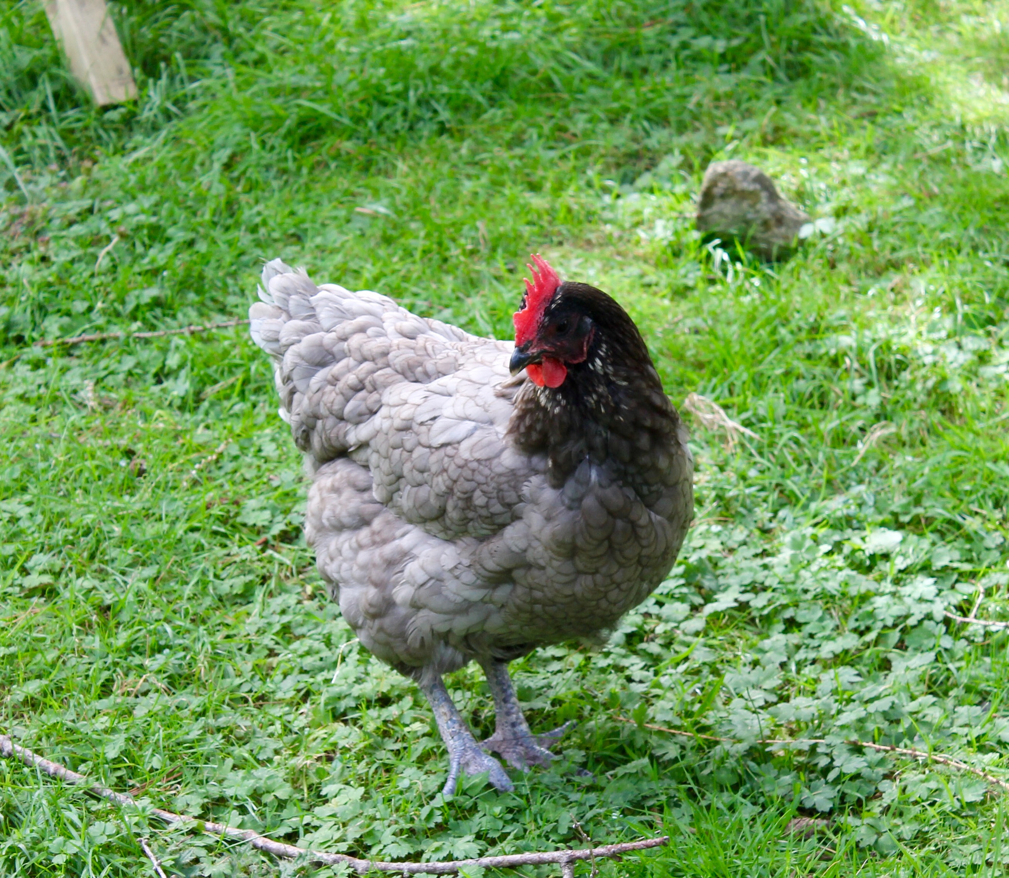 Canon EF-S 18-55mm F3.5-5.6 III sample photo. Random chicken photography