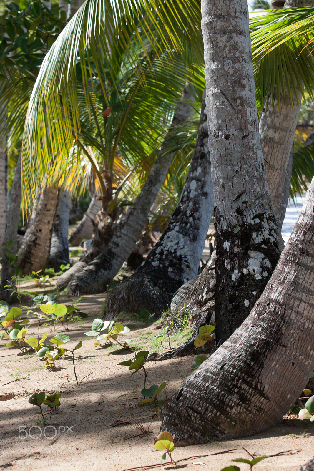 Canon EOS 50D sample photo. Coconut trees photography