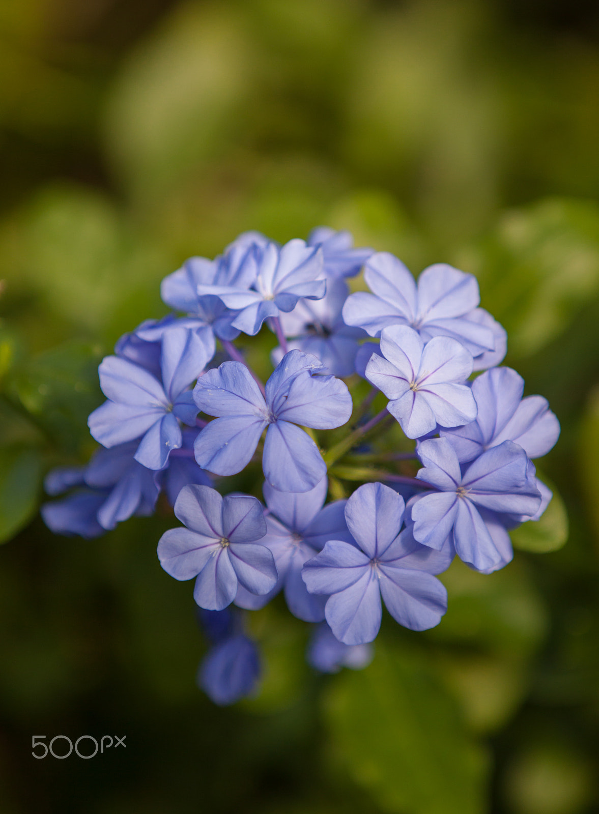 Canon EOS 50D sample photo. Flower photography