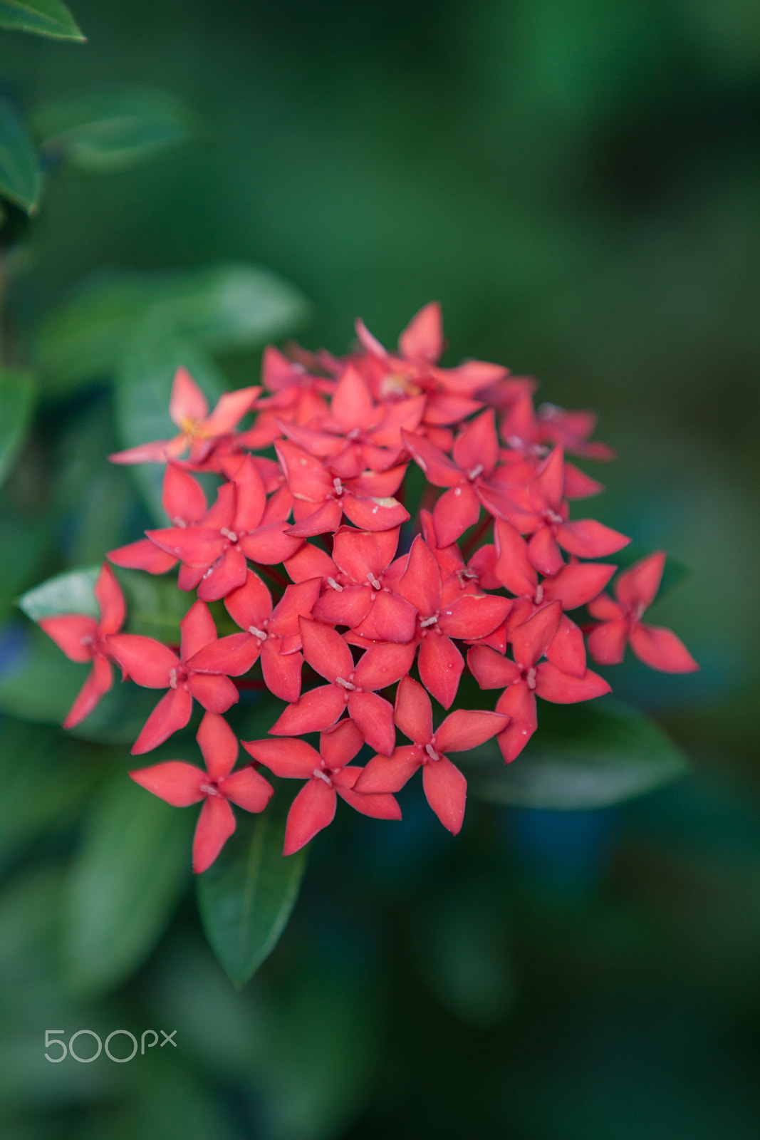 Canon EOS 50D sample photo. C.coomans photography photography