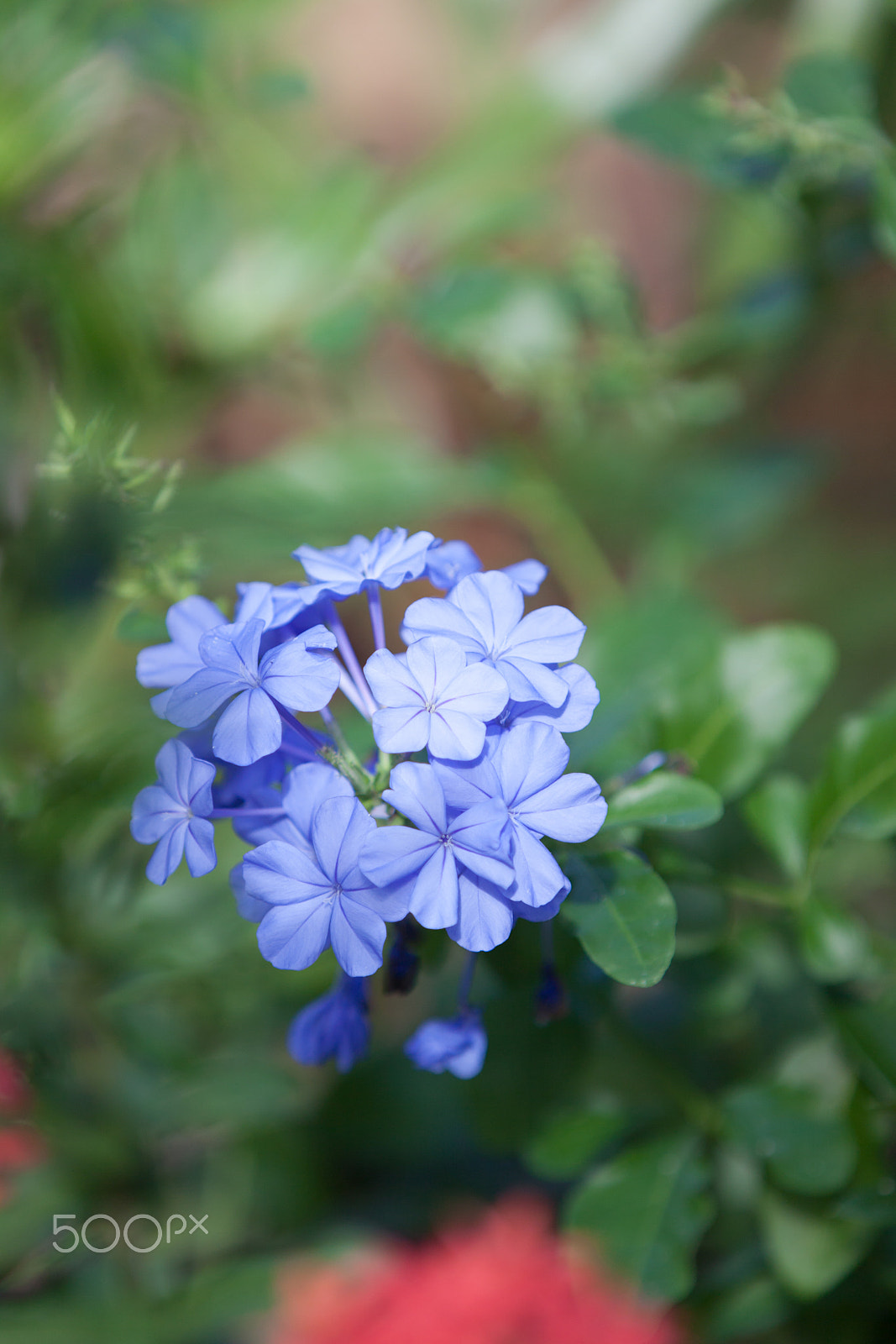 Canon EOS 50D sample photo. Flower. photography