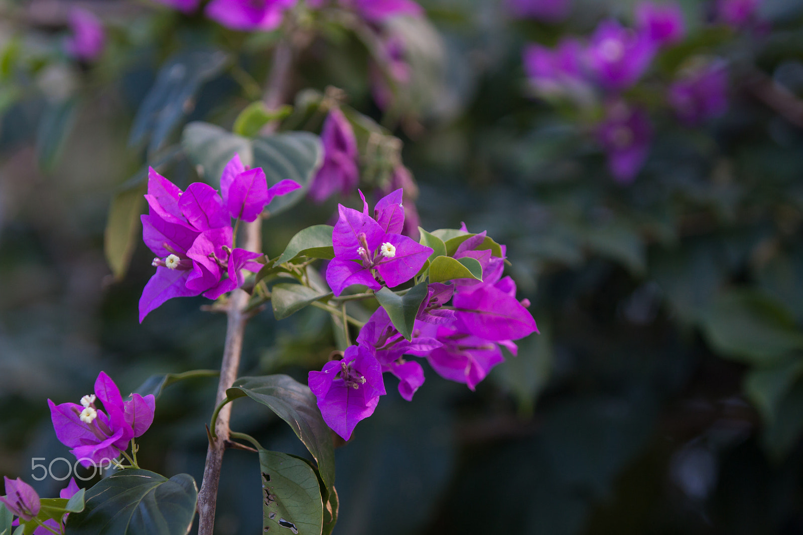 Canon EOS 50D sample photo. Flower photography