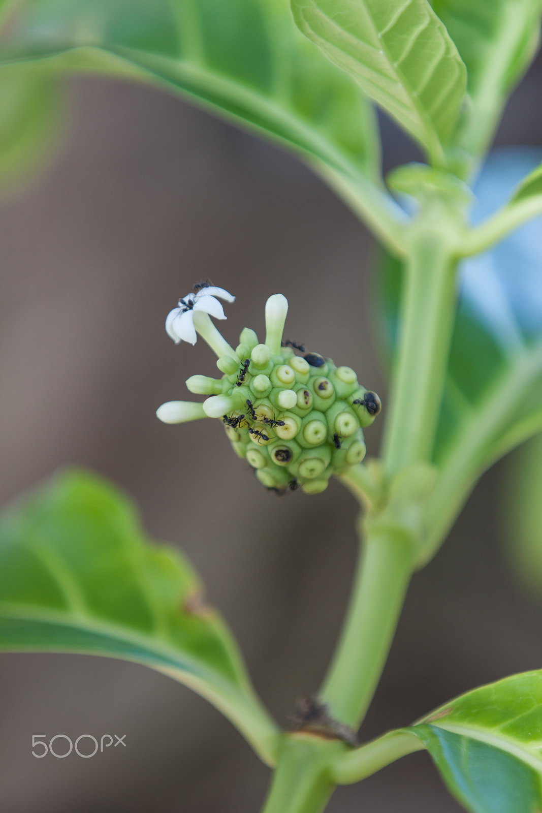 Canon EOS 50D sample photo. Flower with ants photography