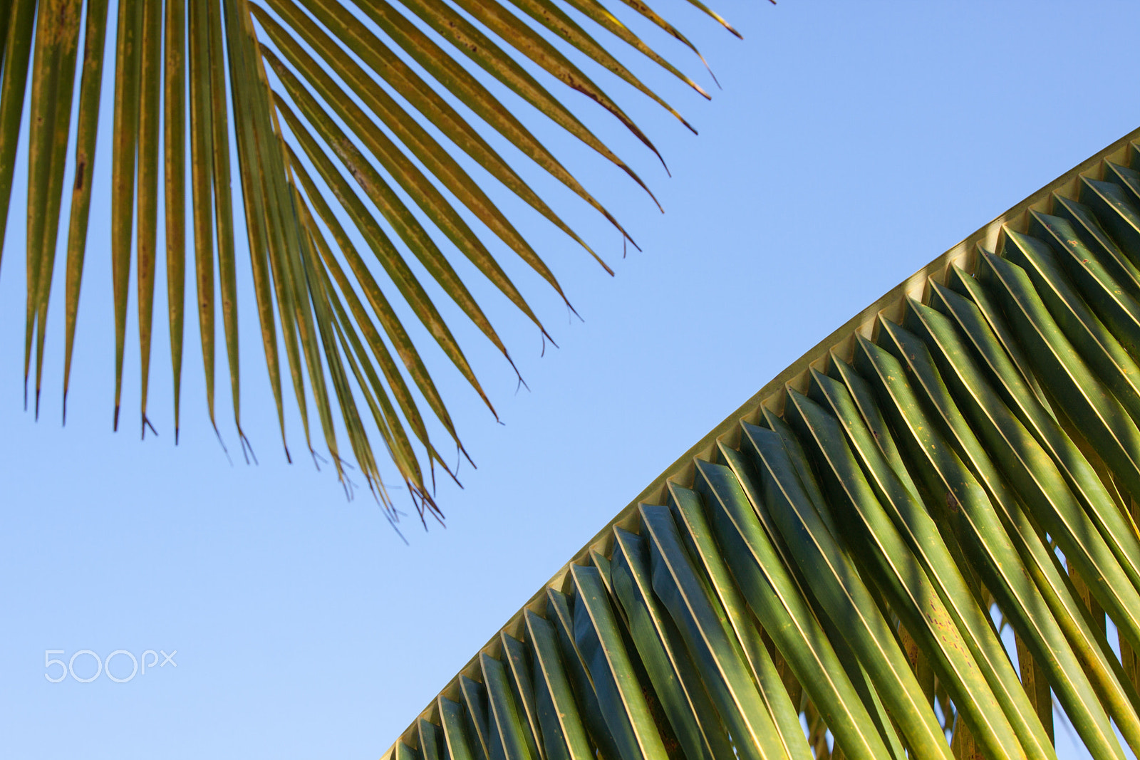 Canon EOS 50D sample photo. Palmleaf . photography
