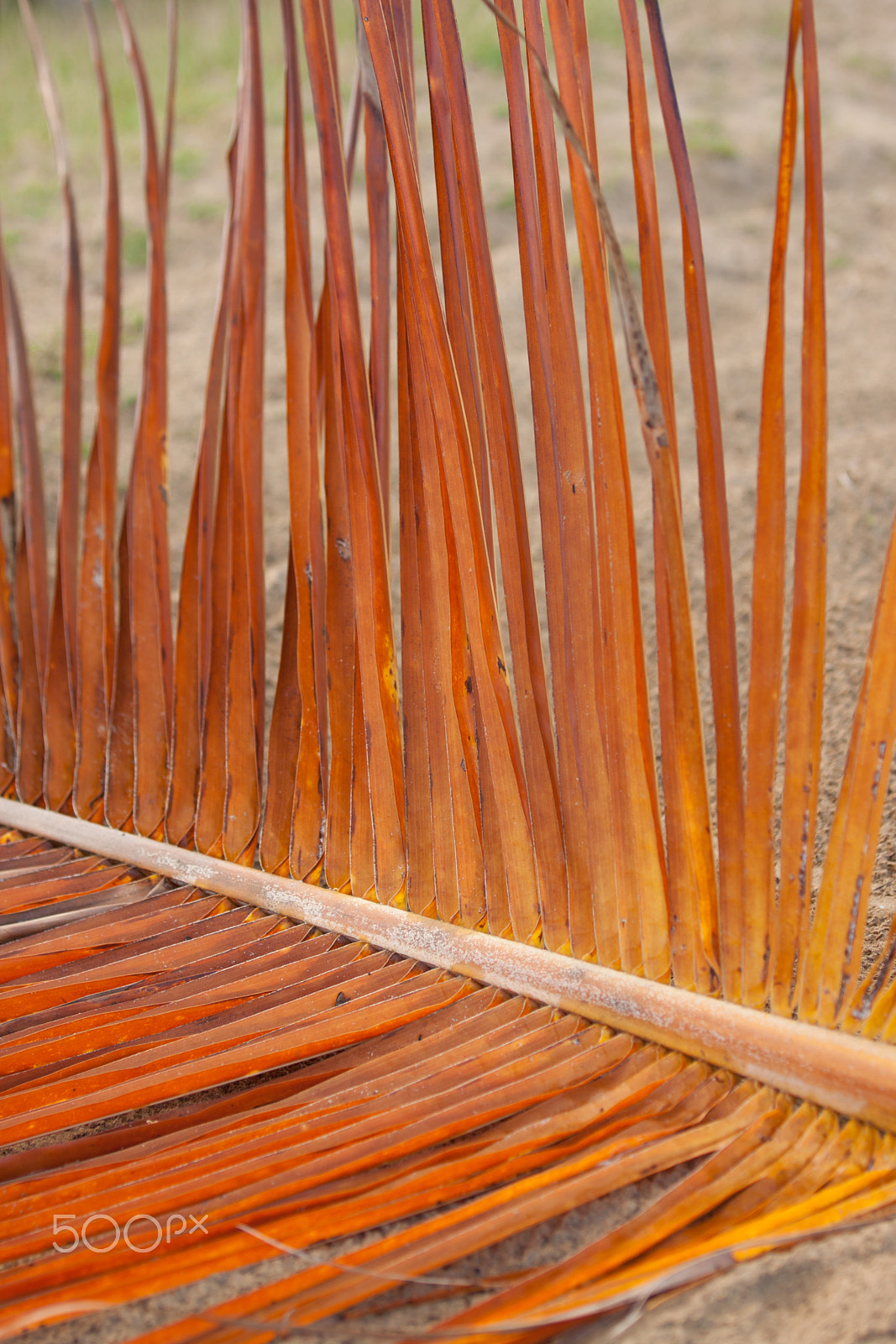 Canon EOS 50D sample photo. Palmleaf at sunset photography