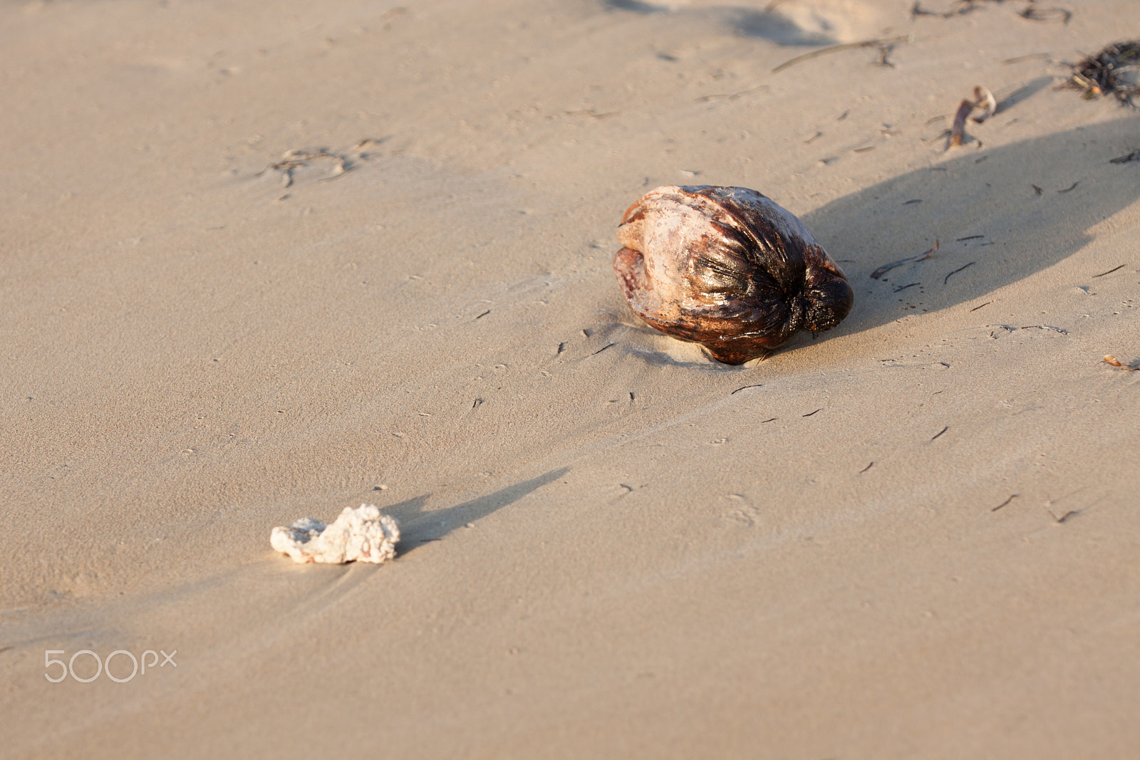 Canon EOS 50D sample photo. Coconut photography