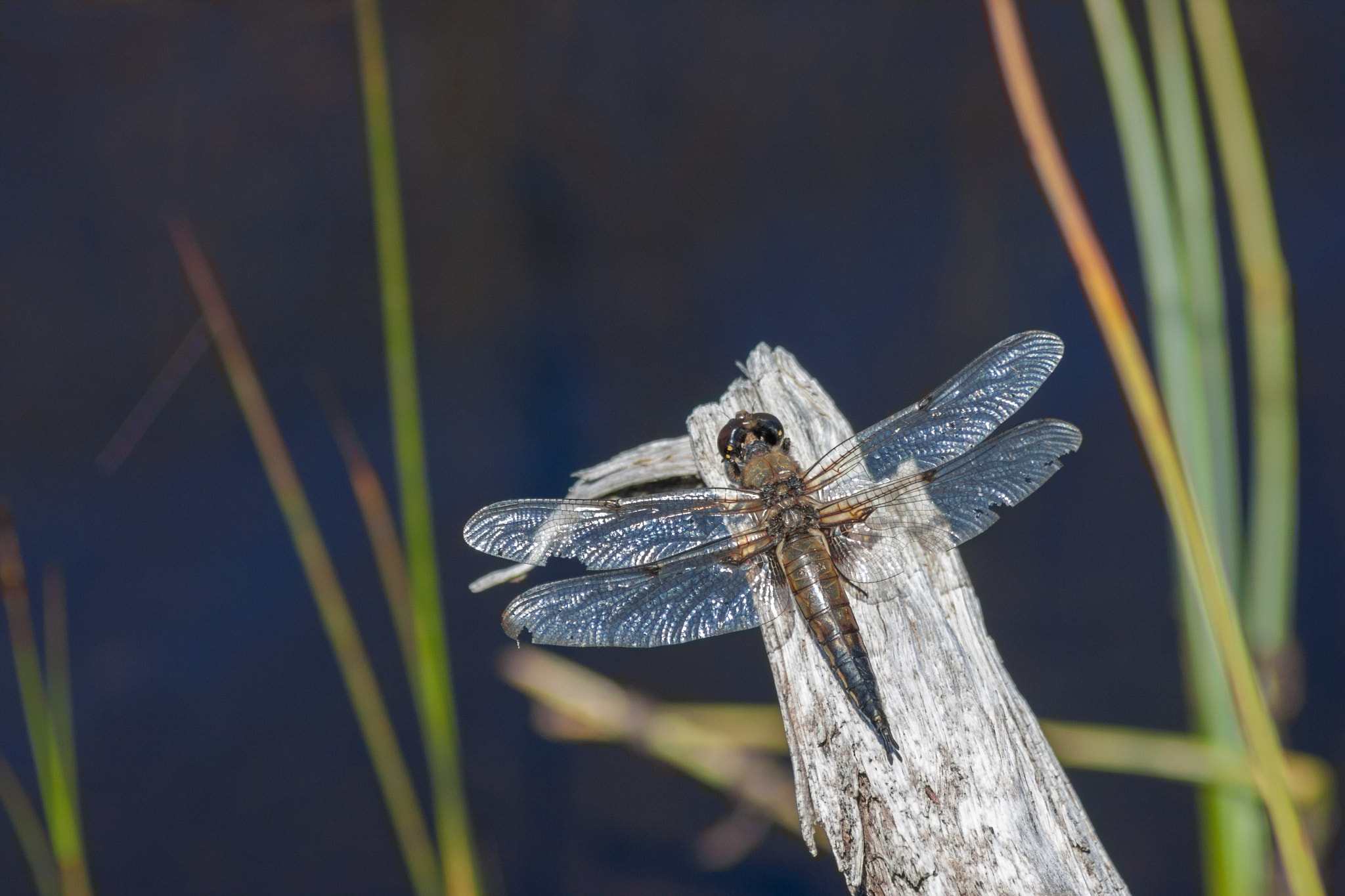 Canon EOS 400D (EOS Digital Rebel XTi / EOS Kiss Digital X) sample photo. Dragonfly photography