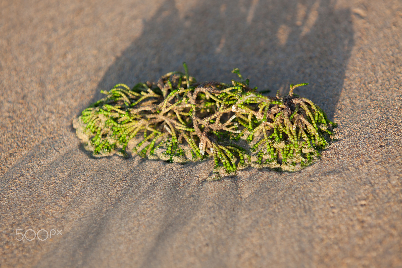 Canon EOS 50D sample photo. Sea weed photography