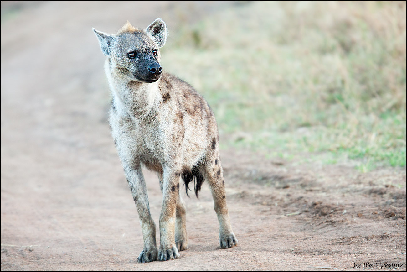Canon EOS-1D Mark III + Canon EF 300mm F2.8L IS USM sample photo. Hyenas of serengeti №3 photography