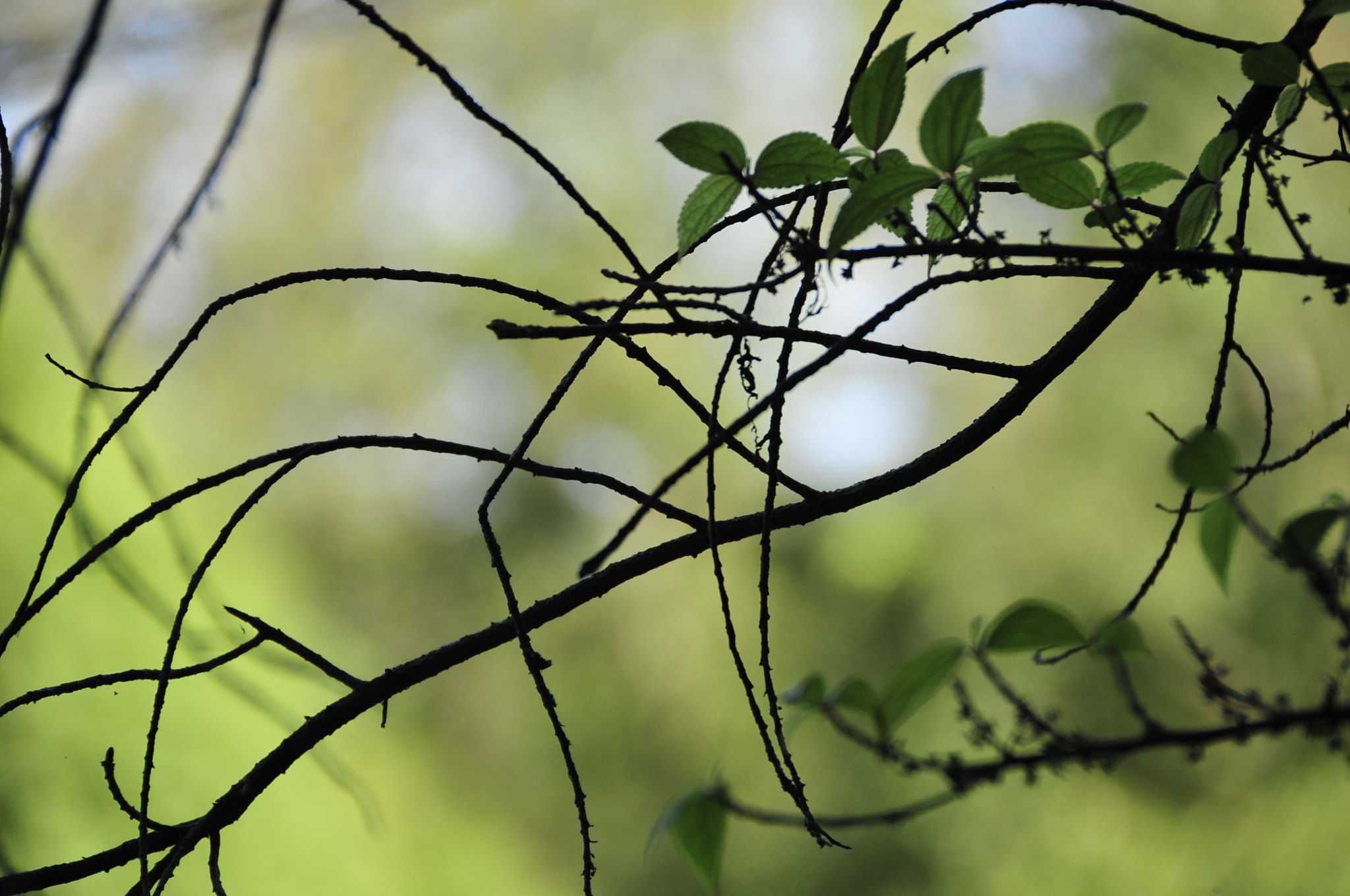 Nikon D3 sample photo. .. photography