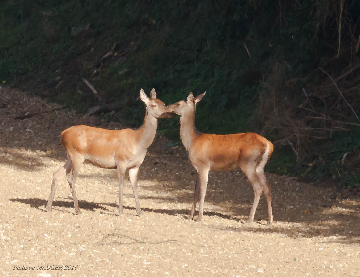 Sigma 150-600mm F5-6.3 DG OS HSM | C sample photo. Biches photography