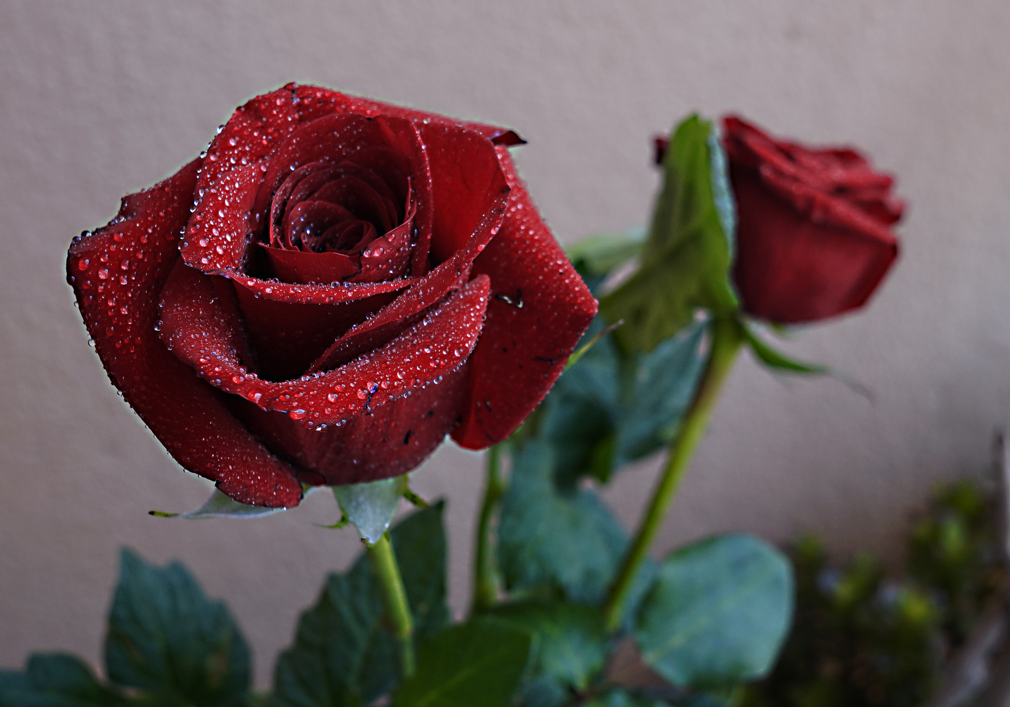 Sony a5100 + Sigma 19mm F2.8 EX DN sample photo. Dsc photography
