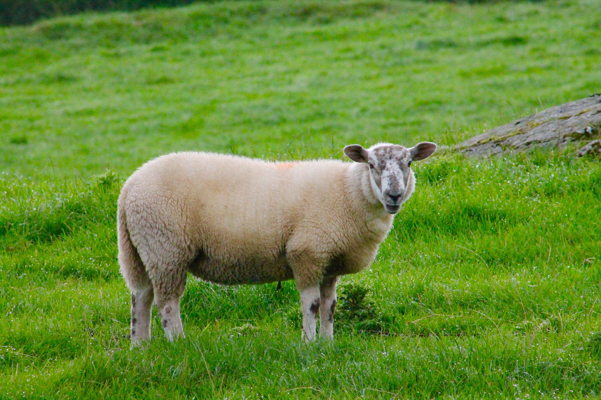 Canon EF75-300mm f/4-5.6 sample photo. I'm watching ewe photography