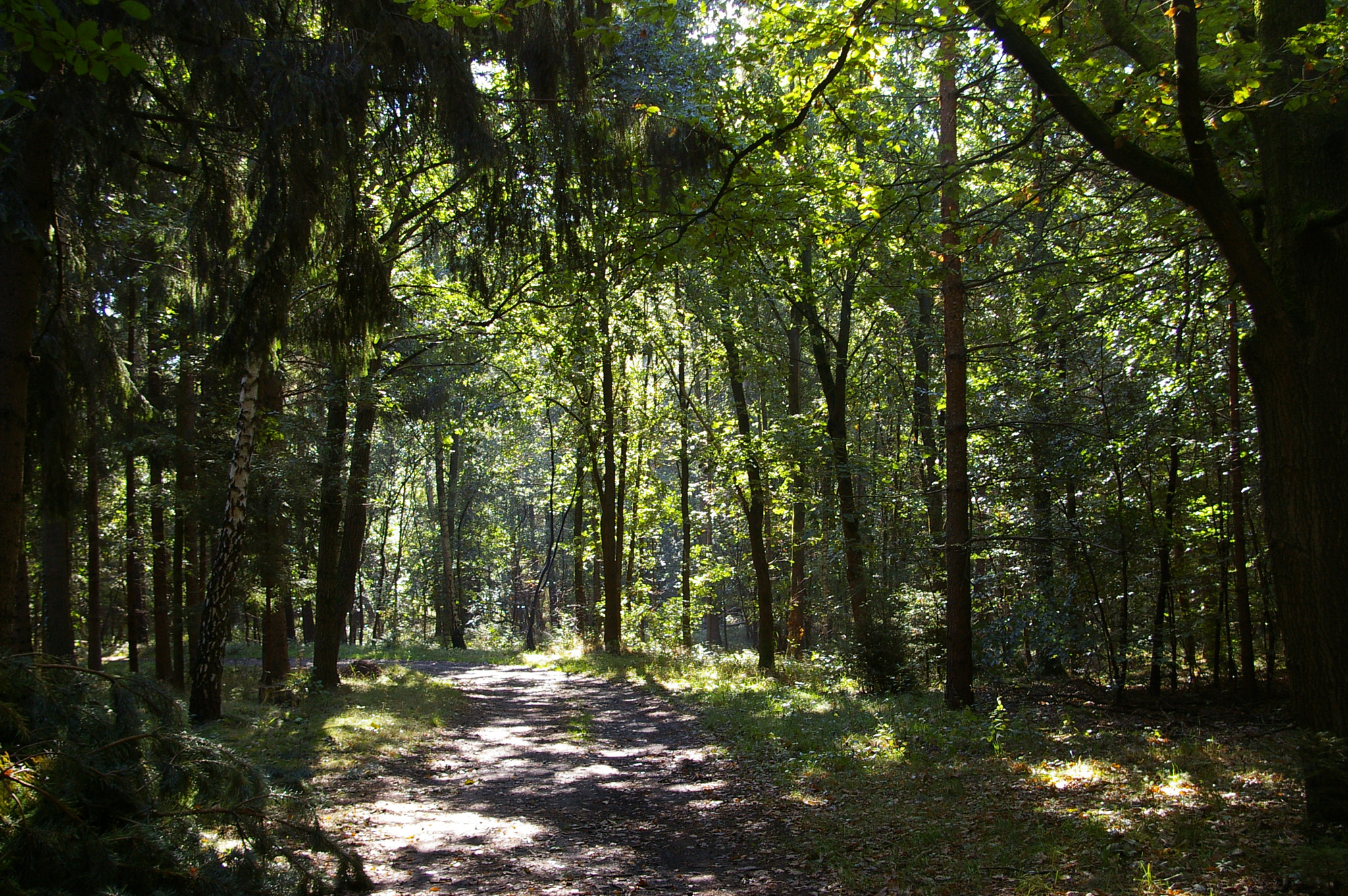 Pentax *ist DL sample photo. Little path in forest photography